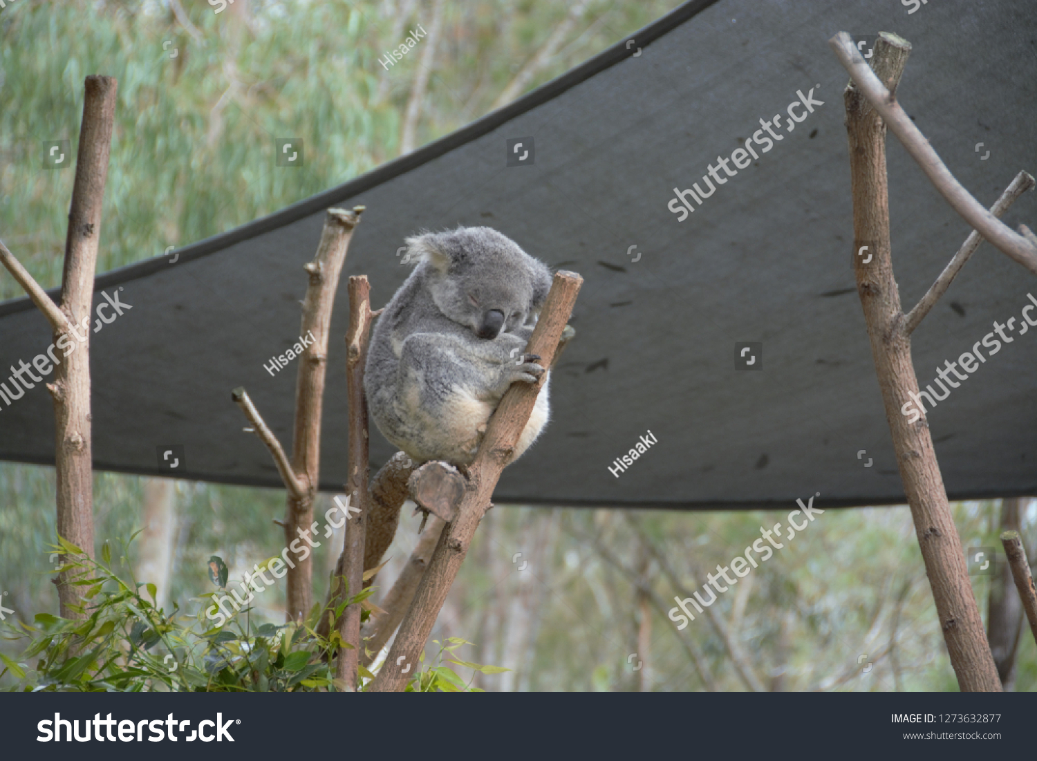 Koala Grabbing On Eucalyptus Trees Stock Photo Edit Now 1273632877