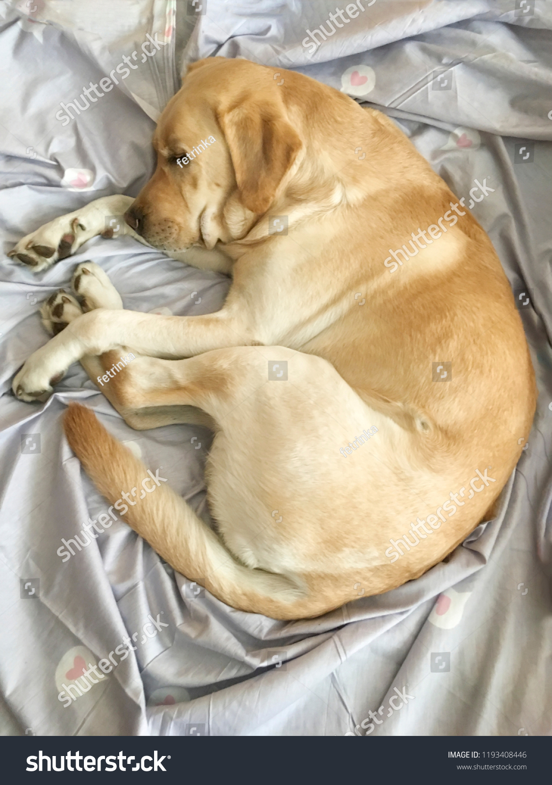 labrador sleeping in bed
