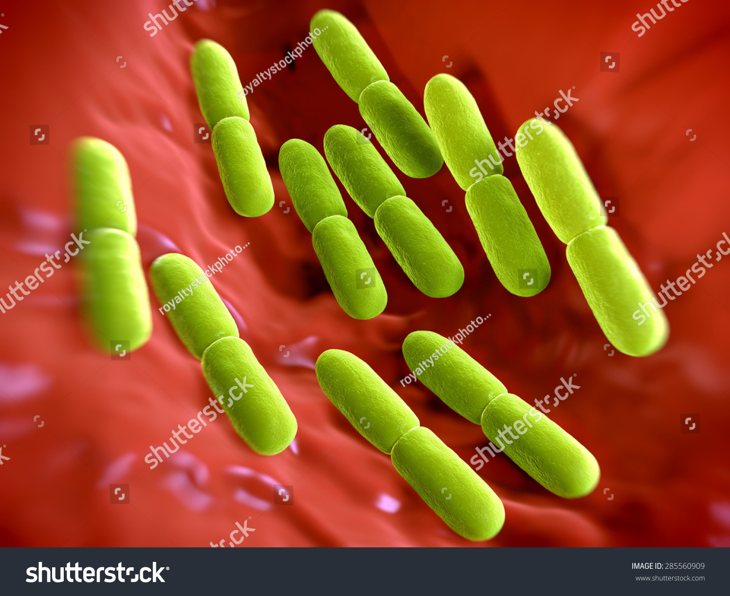 Lactobacillus Bacteria. This Lactic Acid-Producing Bacteria Is Used In ...