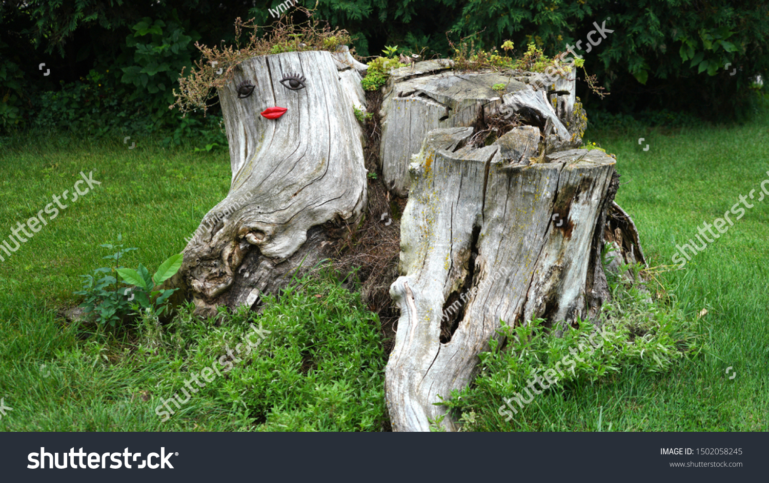 Large Tree Stump Decorated Metal Eyes Stock Photo Edit Now
