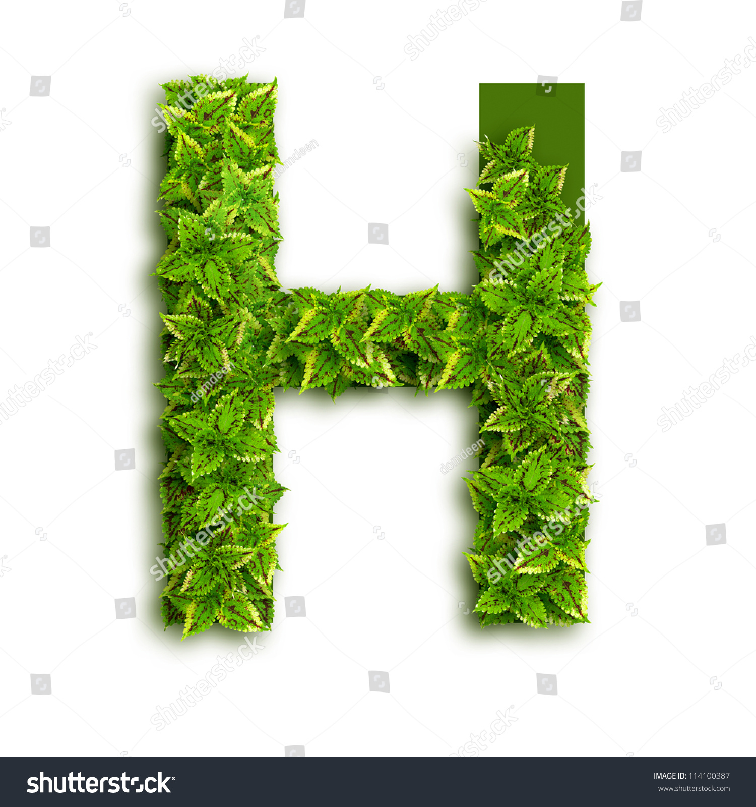 Letter H, Alphabet Of Green Leaves Isolated On White Background. Stock ...