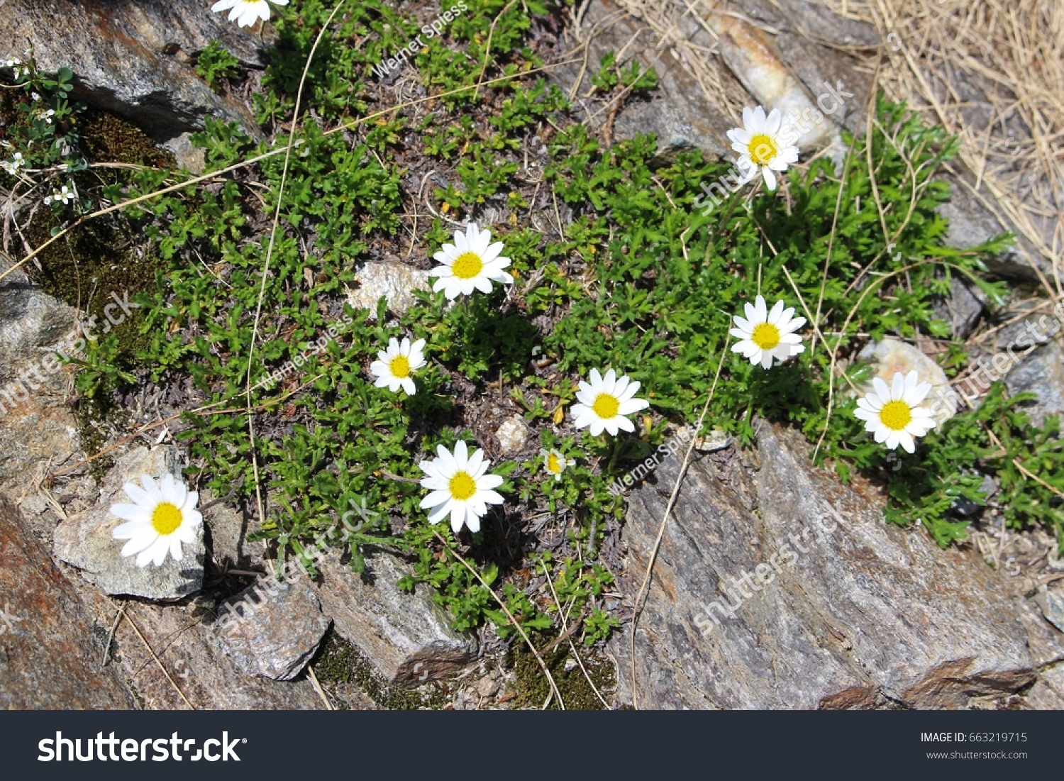 Alpenmargerite Images, Stock Photos & Vectors | Shutterstock