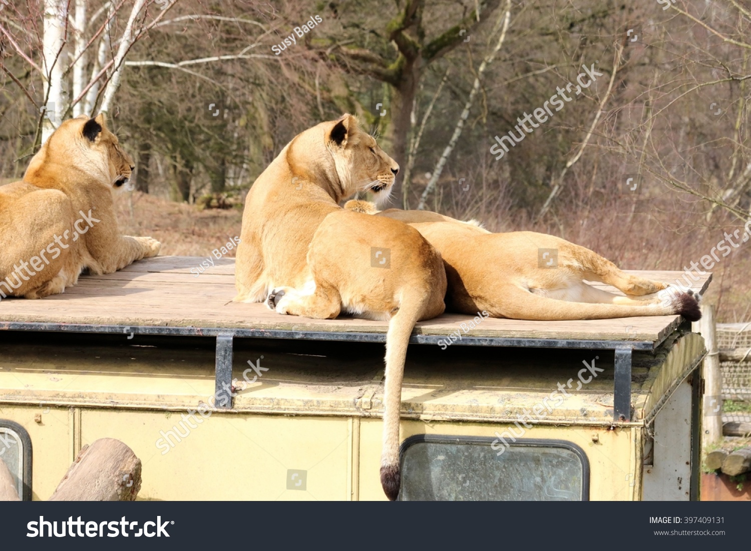 120 Safari park beekse bergen Images, Stock Photos & Vectors | Shutterstock