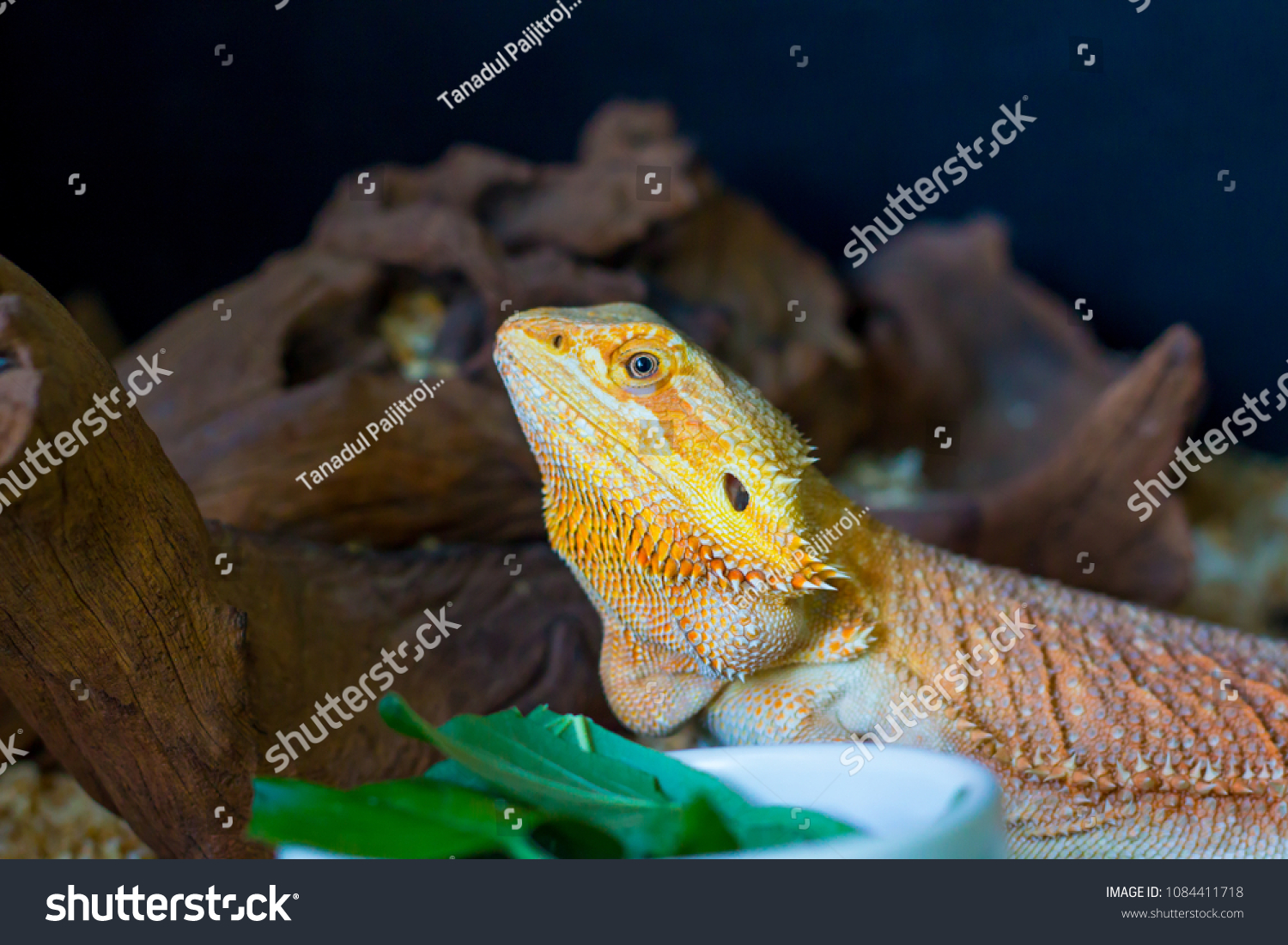 Bearded Dragon Lizard Pet