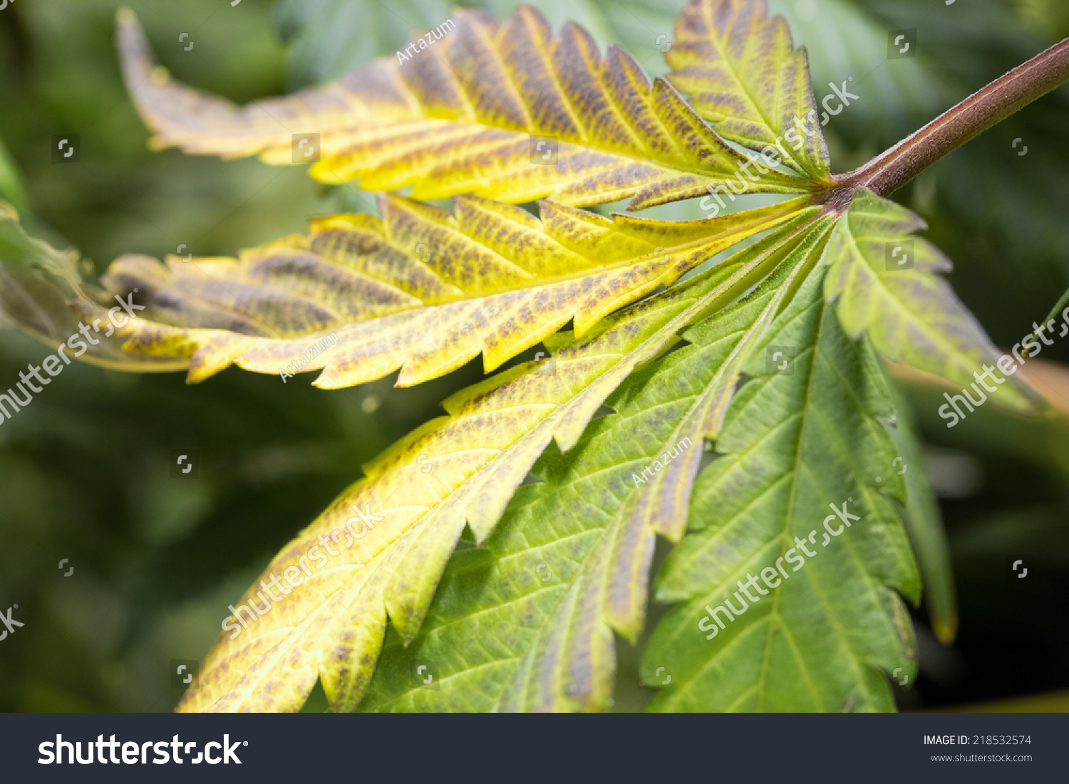 Marijuana Leaf Turning Yellow ( Cannabis), Hemp Plant. Harvest Time ...