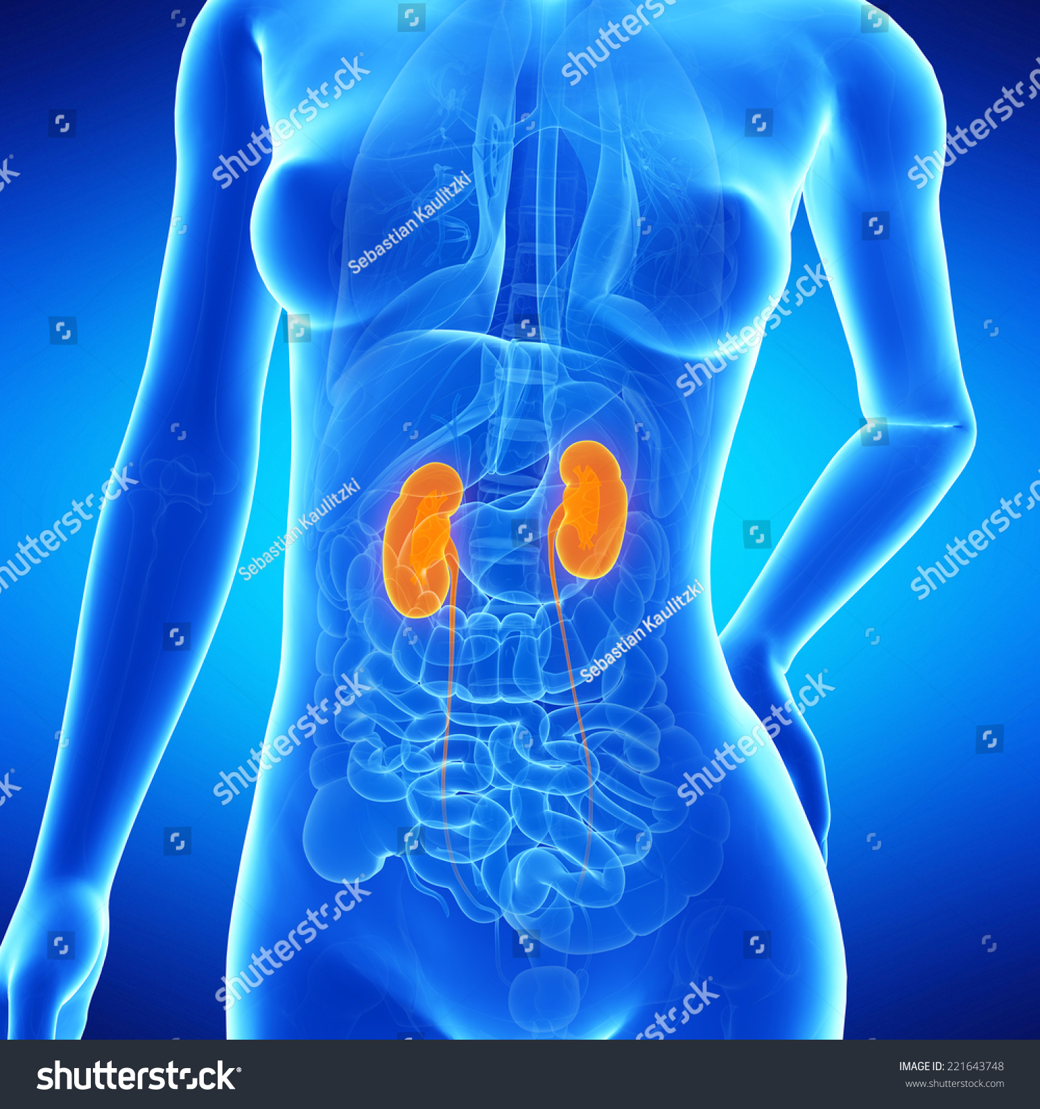 Medical Illustration Of The Femaleâ´S Kidneys - 221643748 : Shutterstock