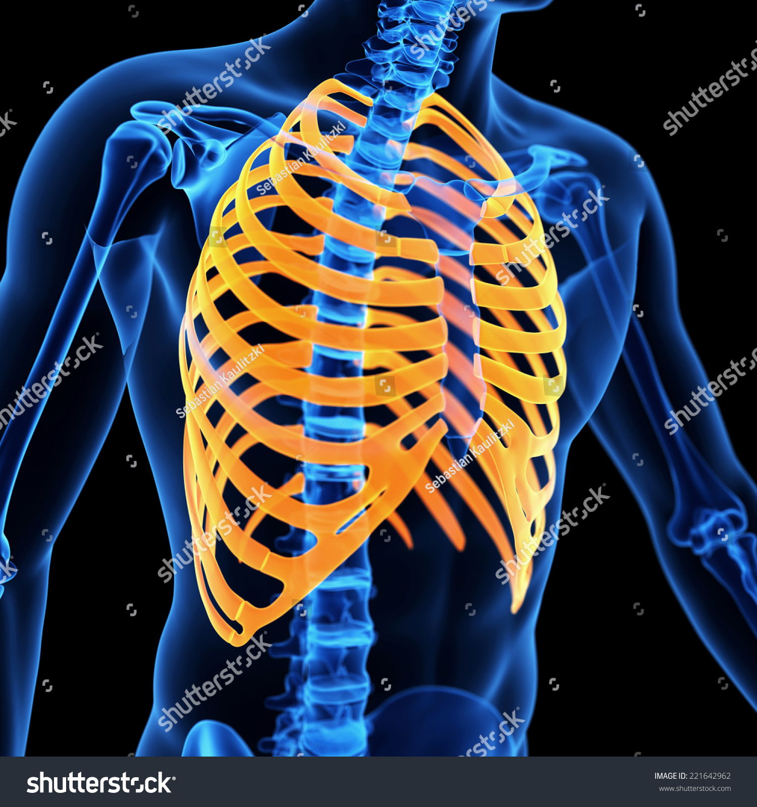 Medical Illustration Rib Cage Stock Illustration 221642962 - Shutterstock