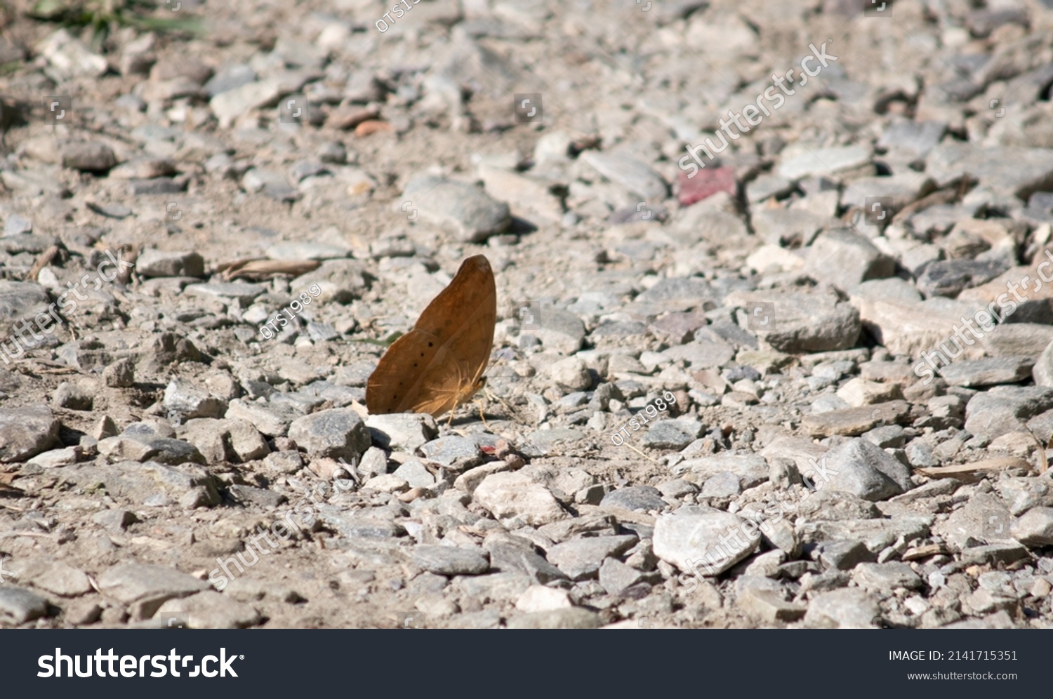 Monarch Butterfly Wings Partially Extended _ Stock Photo 2141715351 ...