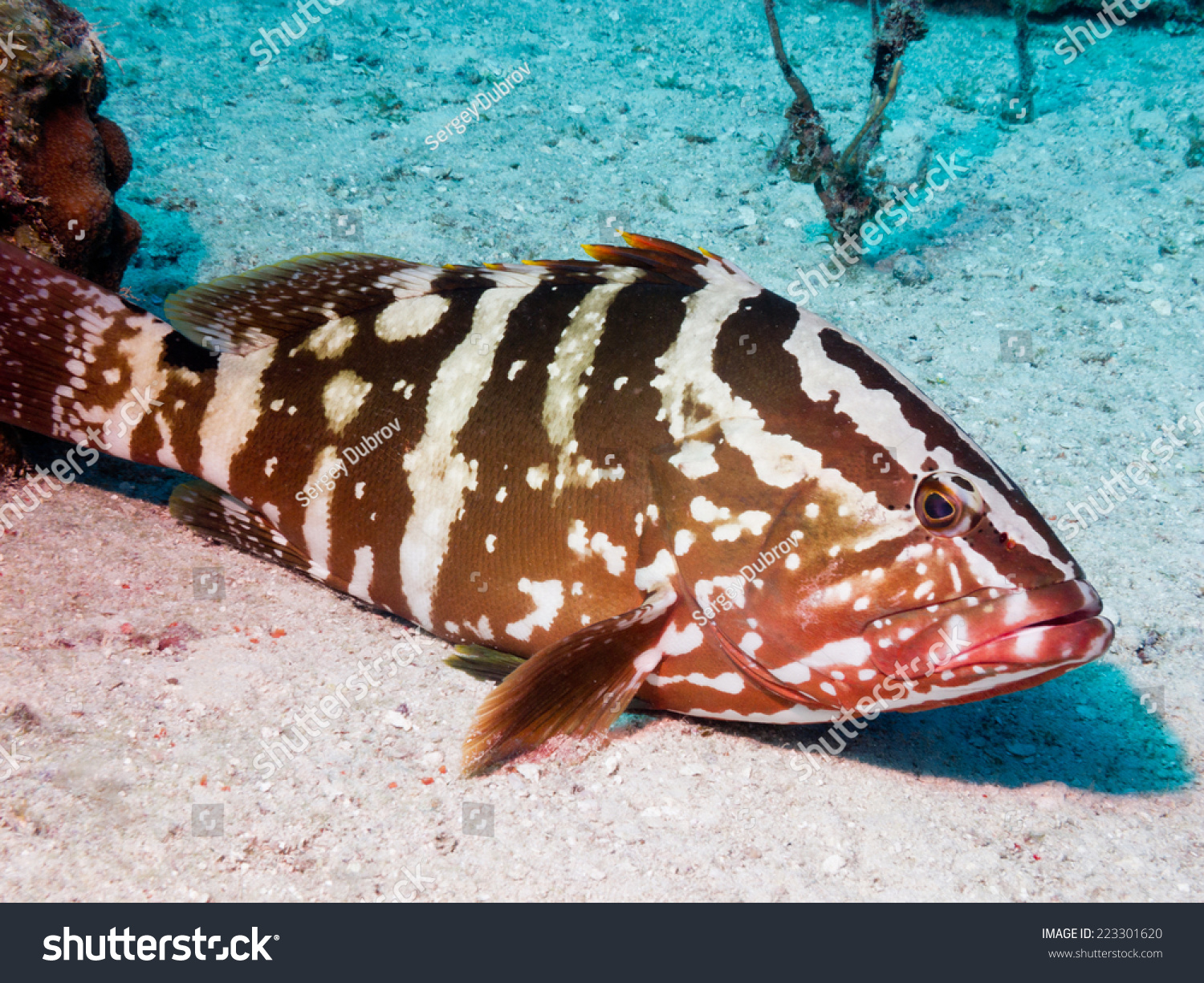 Nassau Grouper Epinephelus Striatus Stock Photo 223301620 | Shutterstock