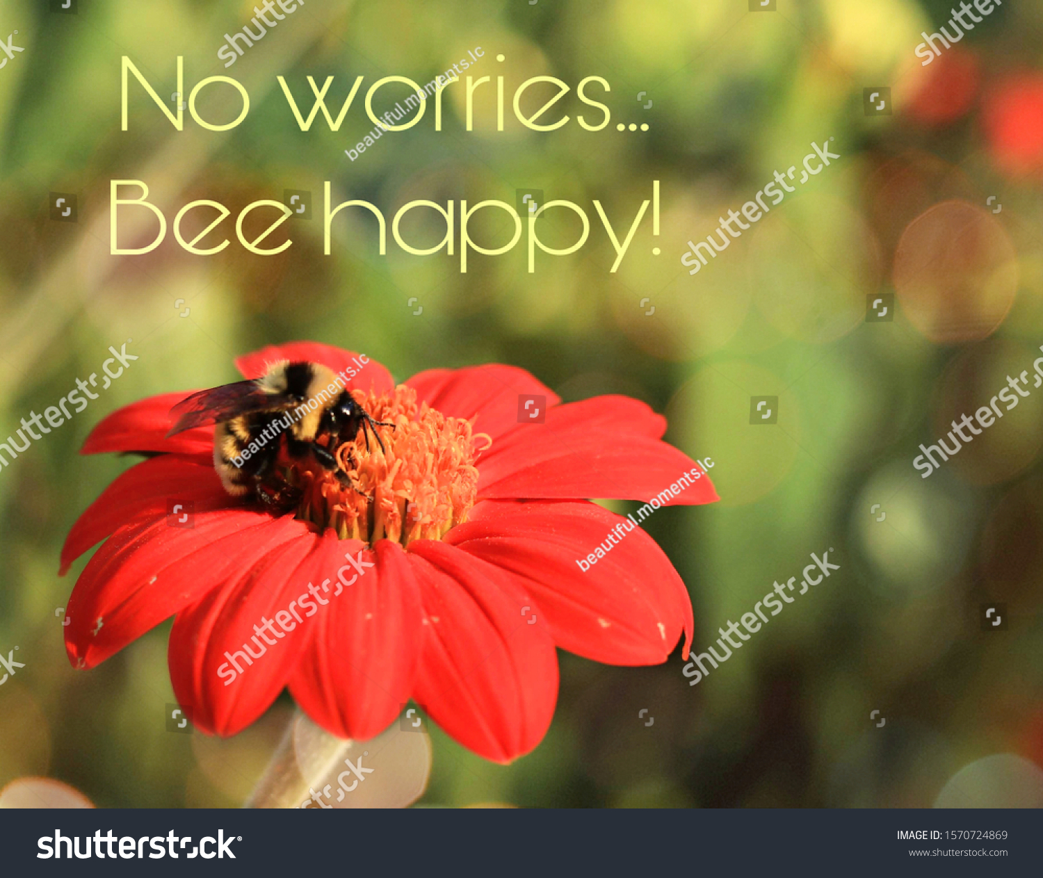 Bee And Flower Quotes Worries Bee Quote On Bumble Bee Stock Photo 1570724869 | Shutterstock