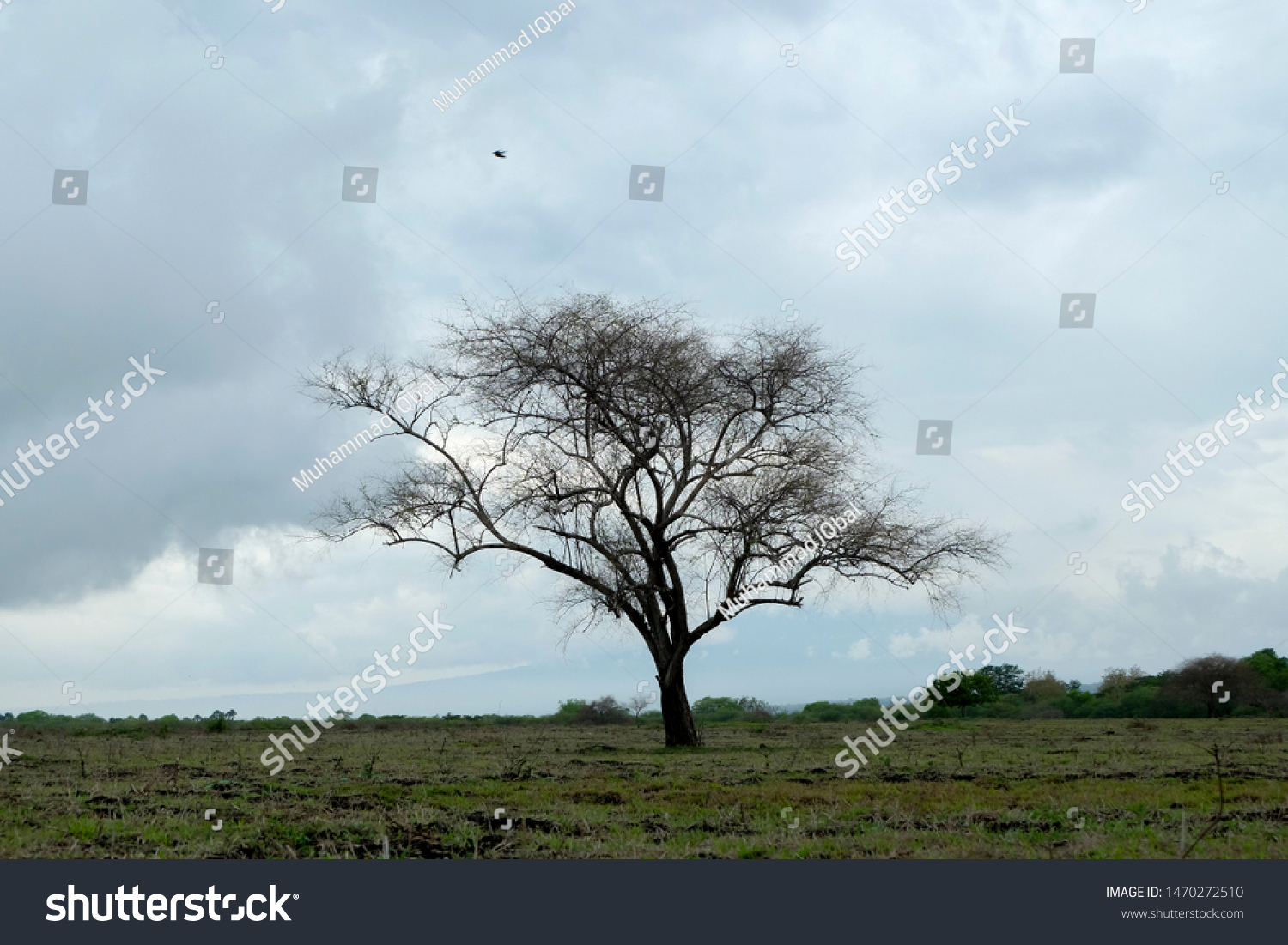 Old Tree Savana Bekol Taman Wisata Stock Photo Edit Now