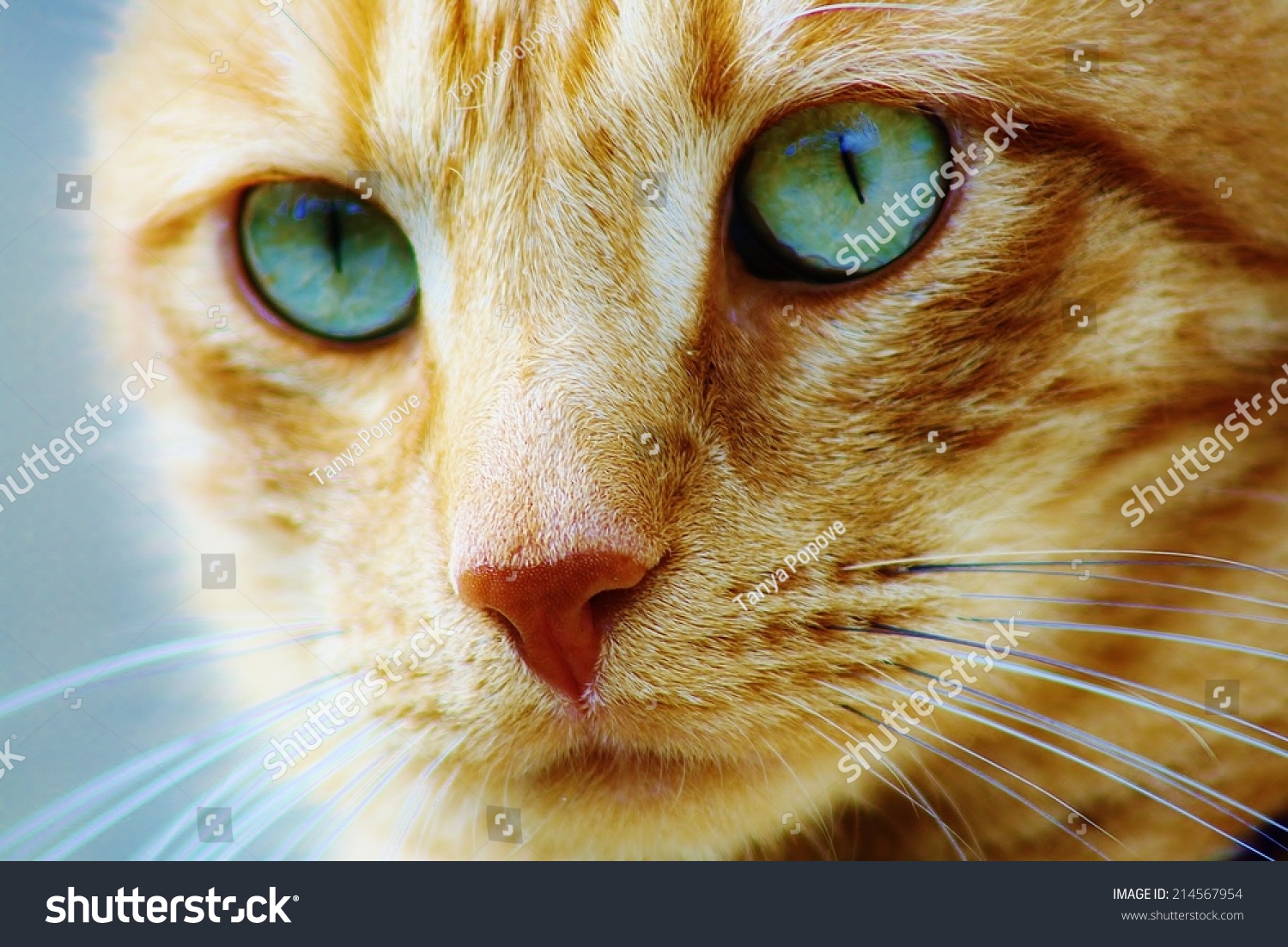 Orange Cat Green Blue Eyes Stock Photo Edit Now