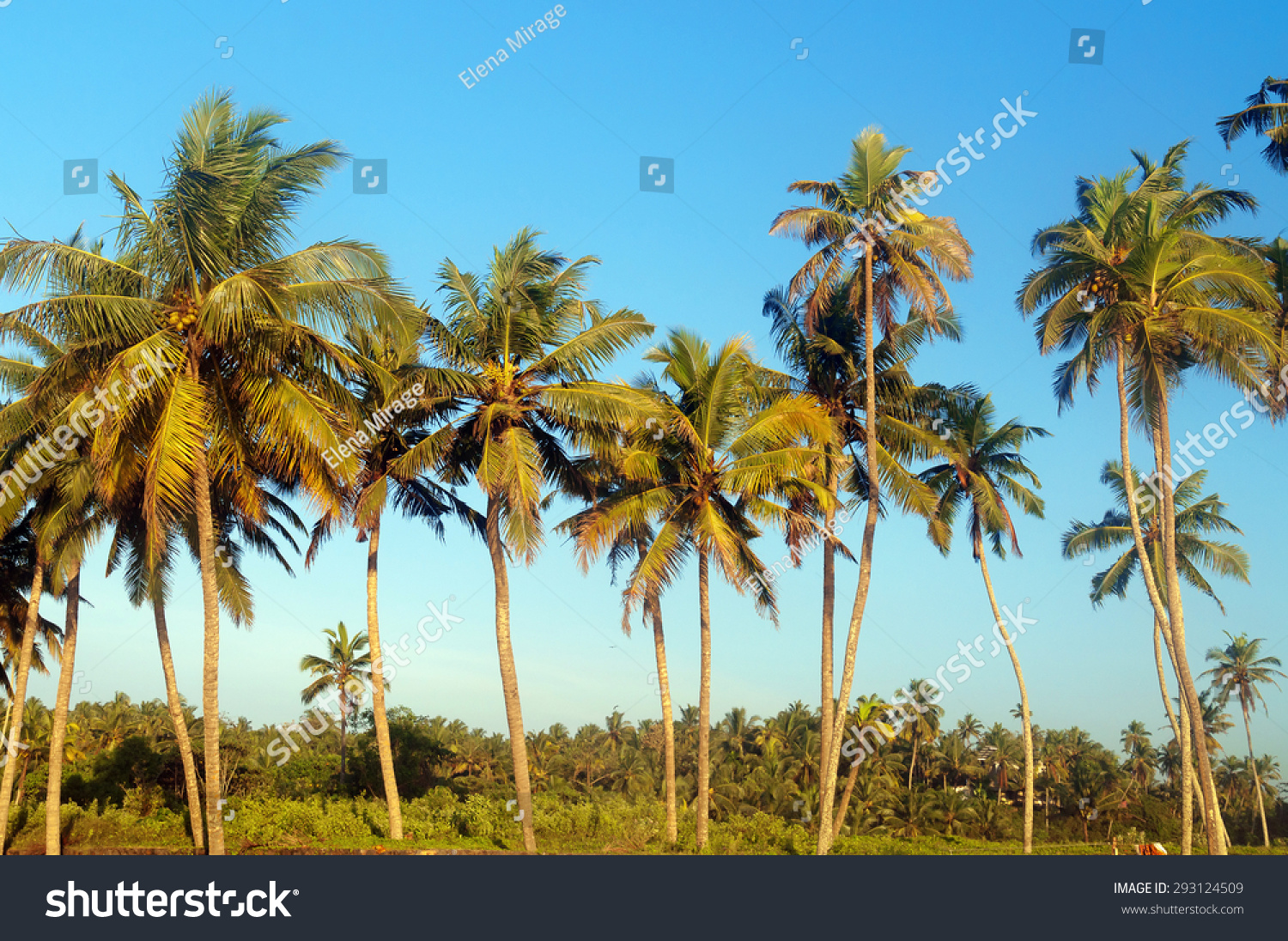 Palm Trees Sky Background Varkala Kerala Stock Photo 293124509