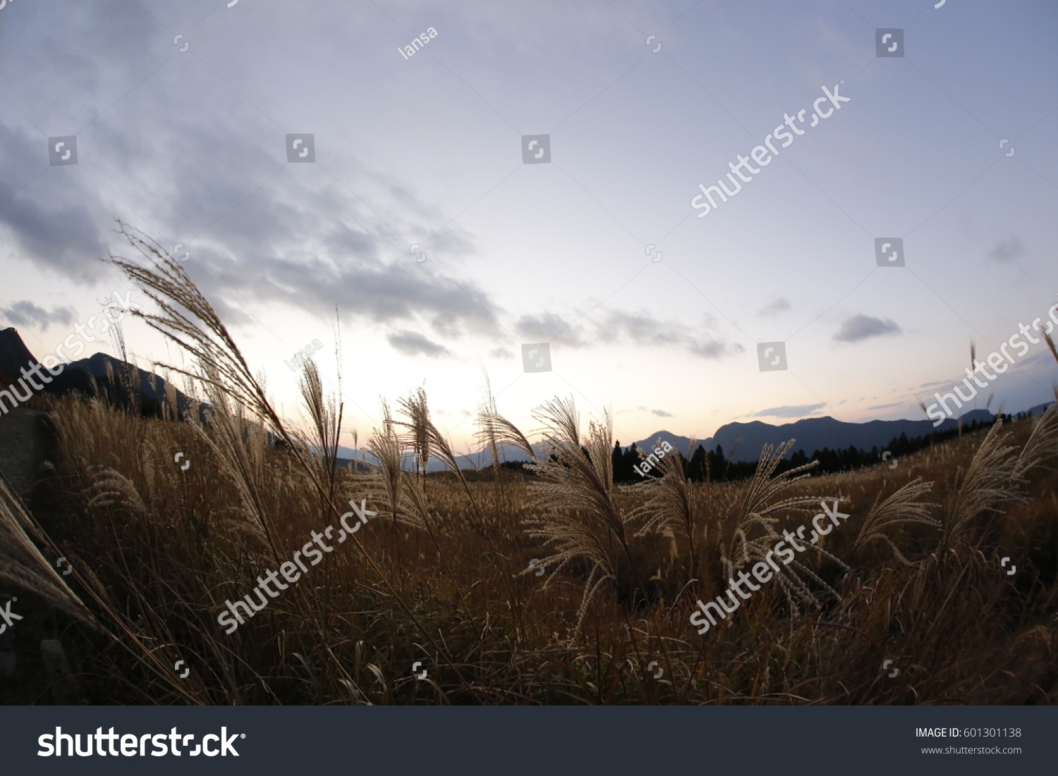 Pampas Grass Field Soni Plateau Japan Stock Photo 601301138 | Shutterstock