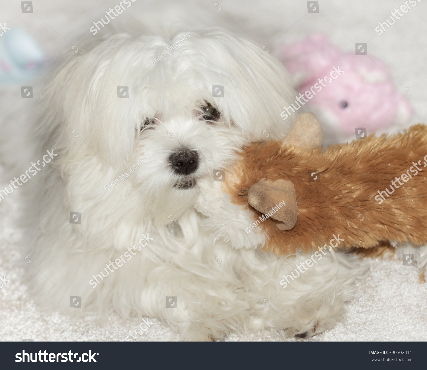 maltese soft toy