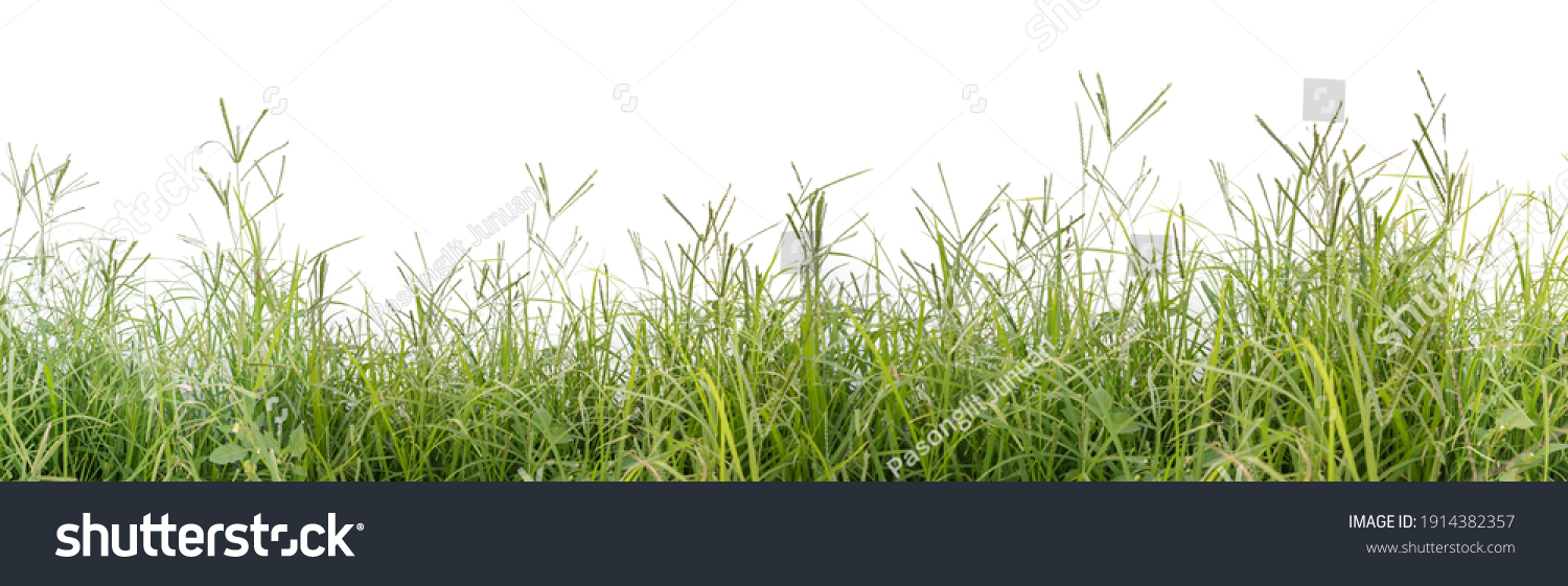 panoramic view overgrown green grass isolated ภาพสตอก 1914382357