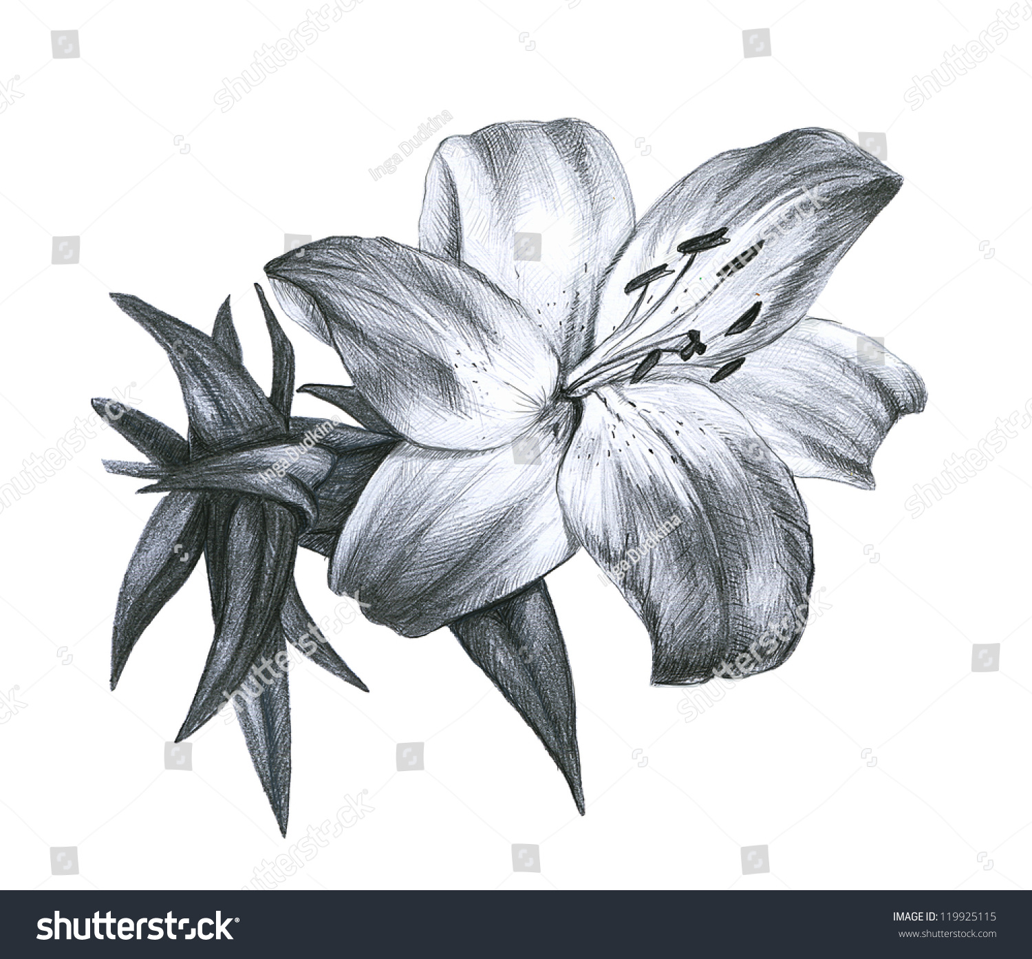 Pencil Drawing Lily White Background Stock Photo (Edit Now) 119925115