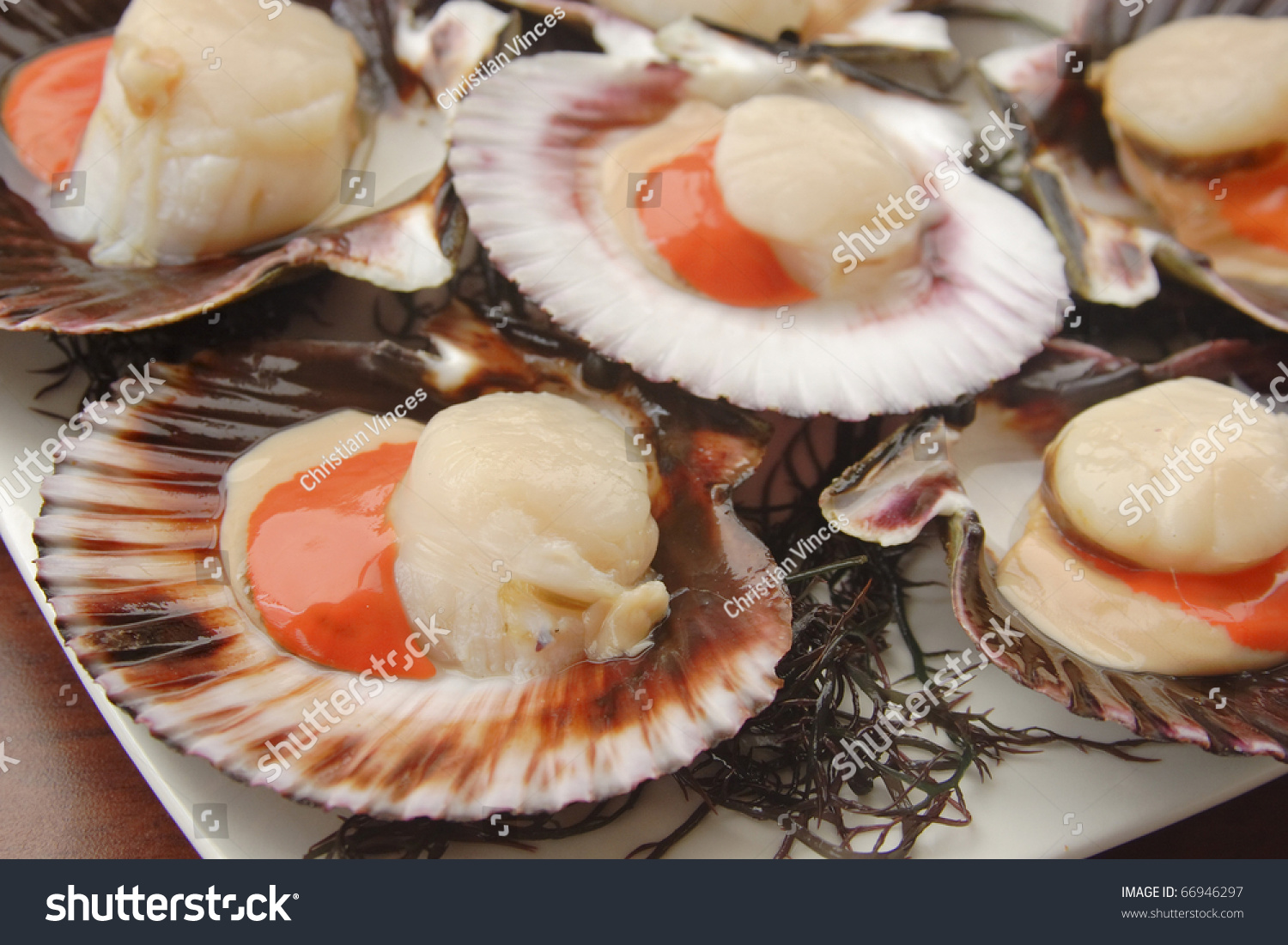 Peruvian Callico Scallop, Lat: Argopecten Purpuratus Stock Photo ...