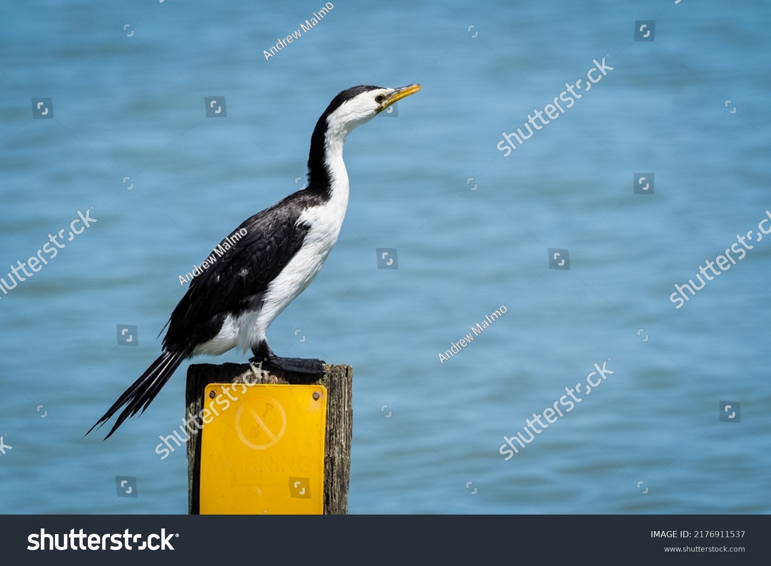 1,591 Pied shags birds Images, Stock Photos & Vectors | Shutterstock