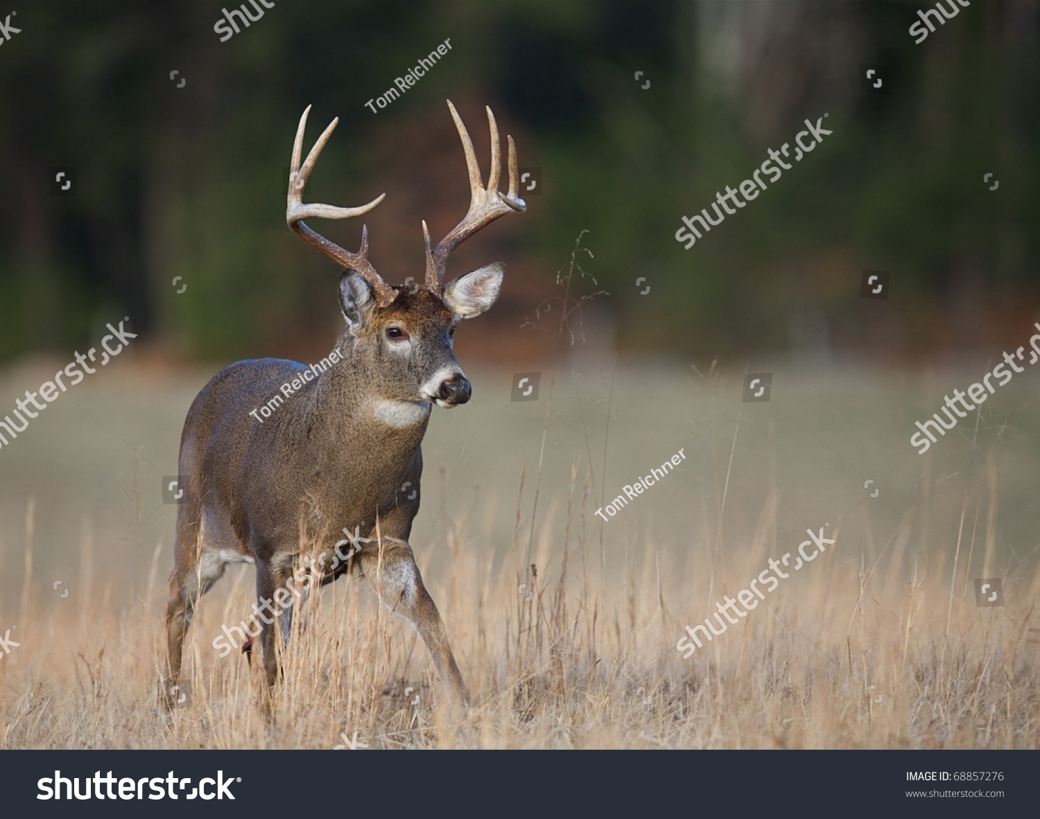 9 Point Whitetail Buck Deer Walking, Cades Cove, Great Smoky Mountains ...