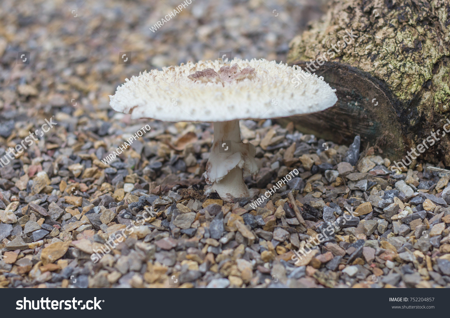 Poisonous Mushrooms Growing Under Trees Garden Stock Photo Edit