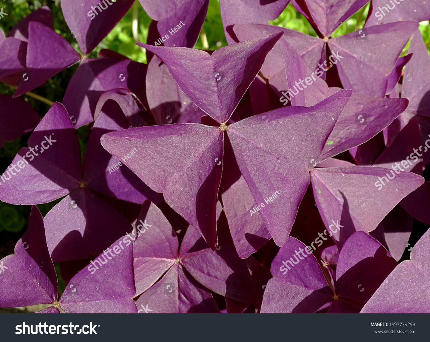 Purple Shamrock Plant Oxalis Triangularis Stock Photo Edit Now