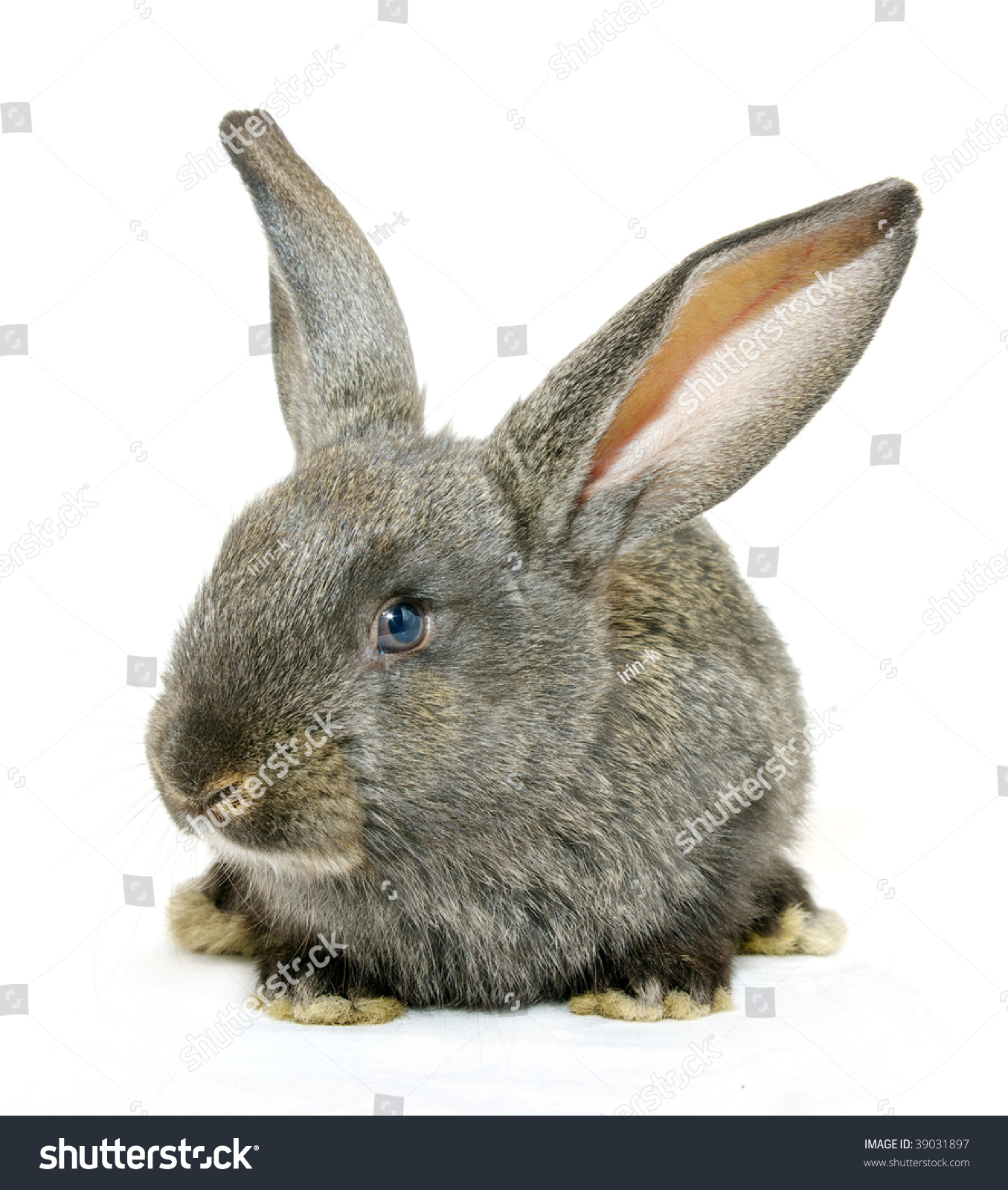 Rabbit Isolated Stock Photo 39031897 - Shutterstock