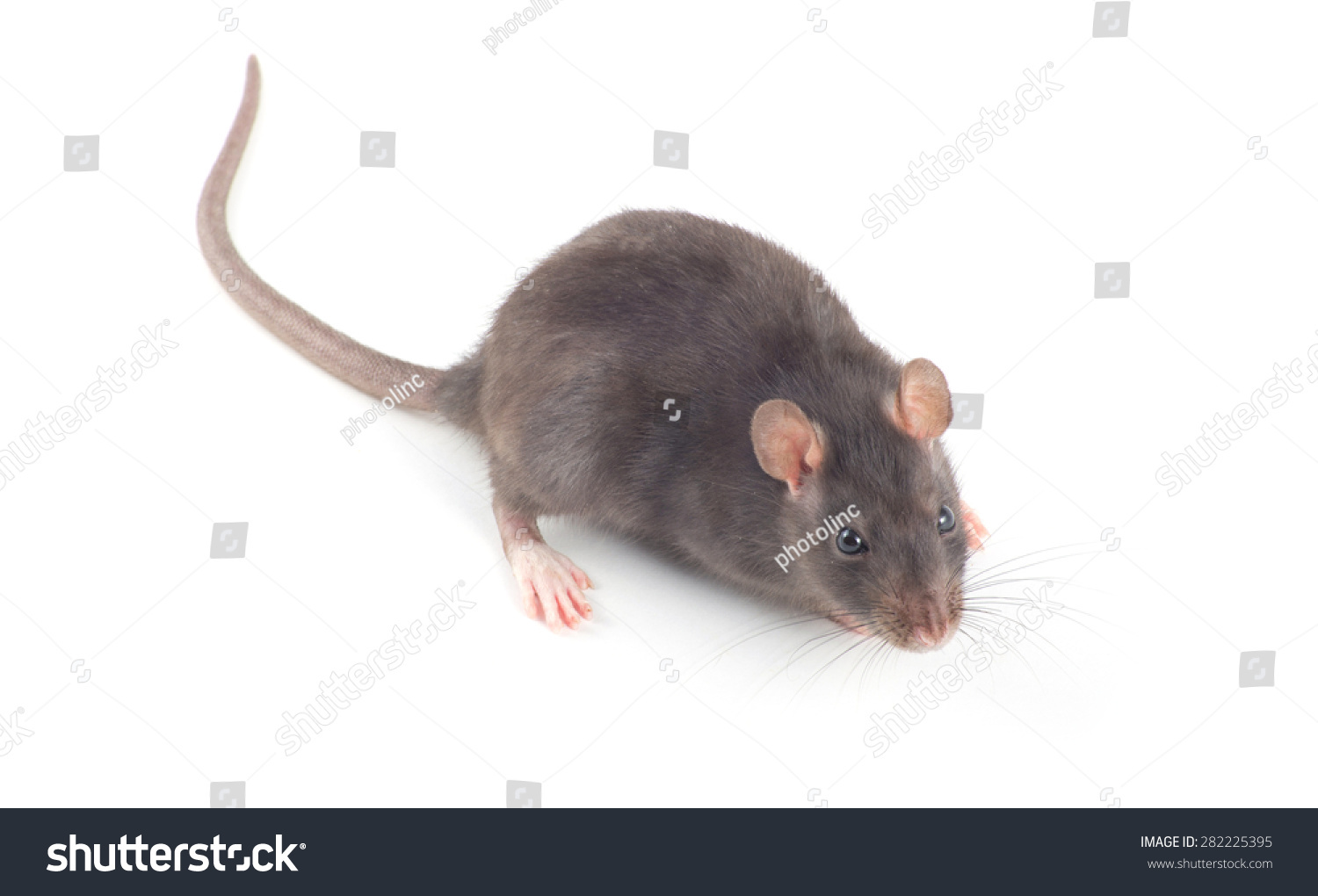 Rat Close-Up Isolated On White Background Stock Photo 282225395 ...