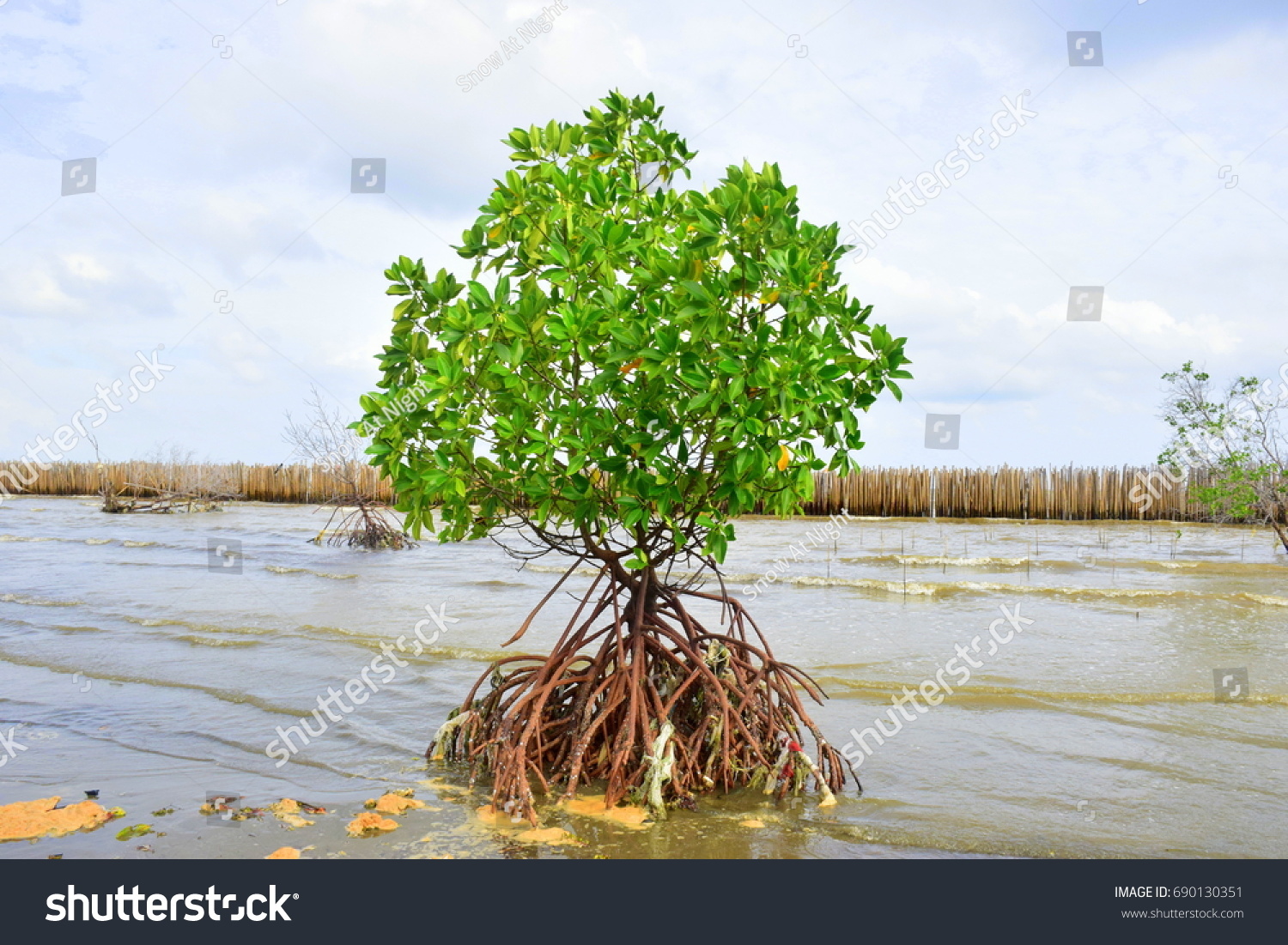 Red Mangrove Rhizophora Mucronata Poir Rhizophoraceae Stock Photo (Edit ...