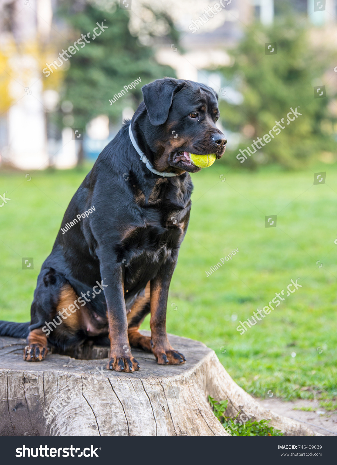 Rottweiler Shorthaired Breed Mastiff Type Dogs Royalty Free