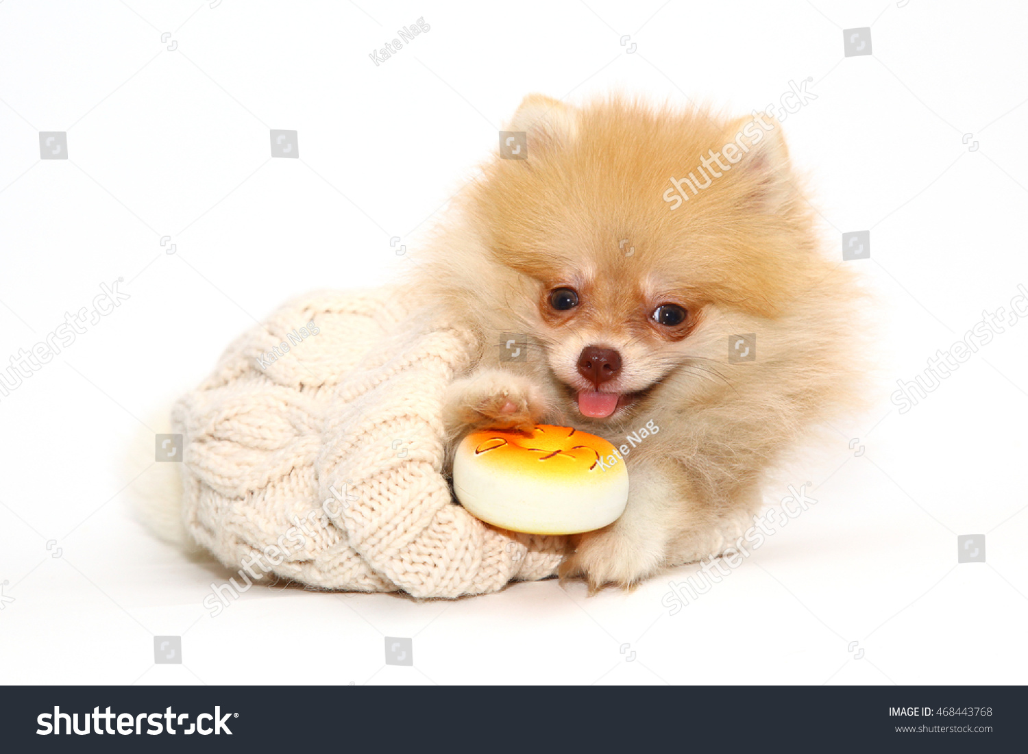 How much is the Pomeranian Spitz in Russia How much is the Pomeranian Spitz in Russia