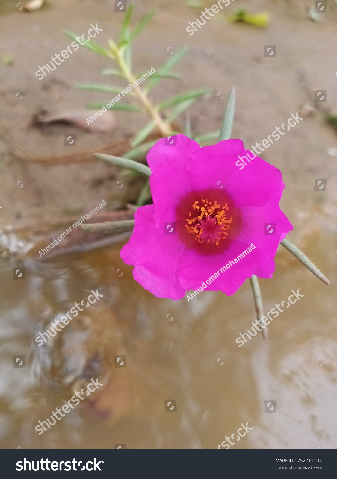 Sabah Al Khair Rose Sudan Pink Stock Photo Edit Now 1782211703