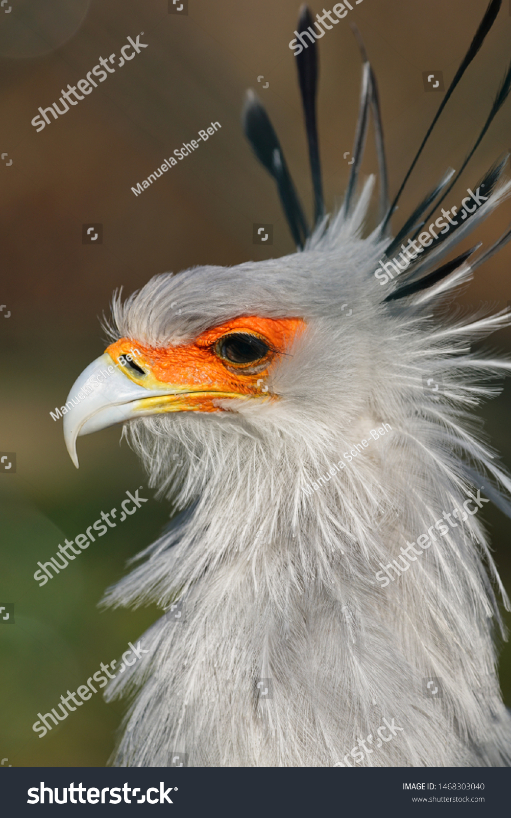 Secretary Bird Photographed Zoo Stock Photo (Edit Now) 1468303040