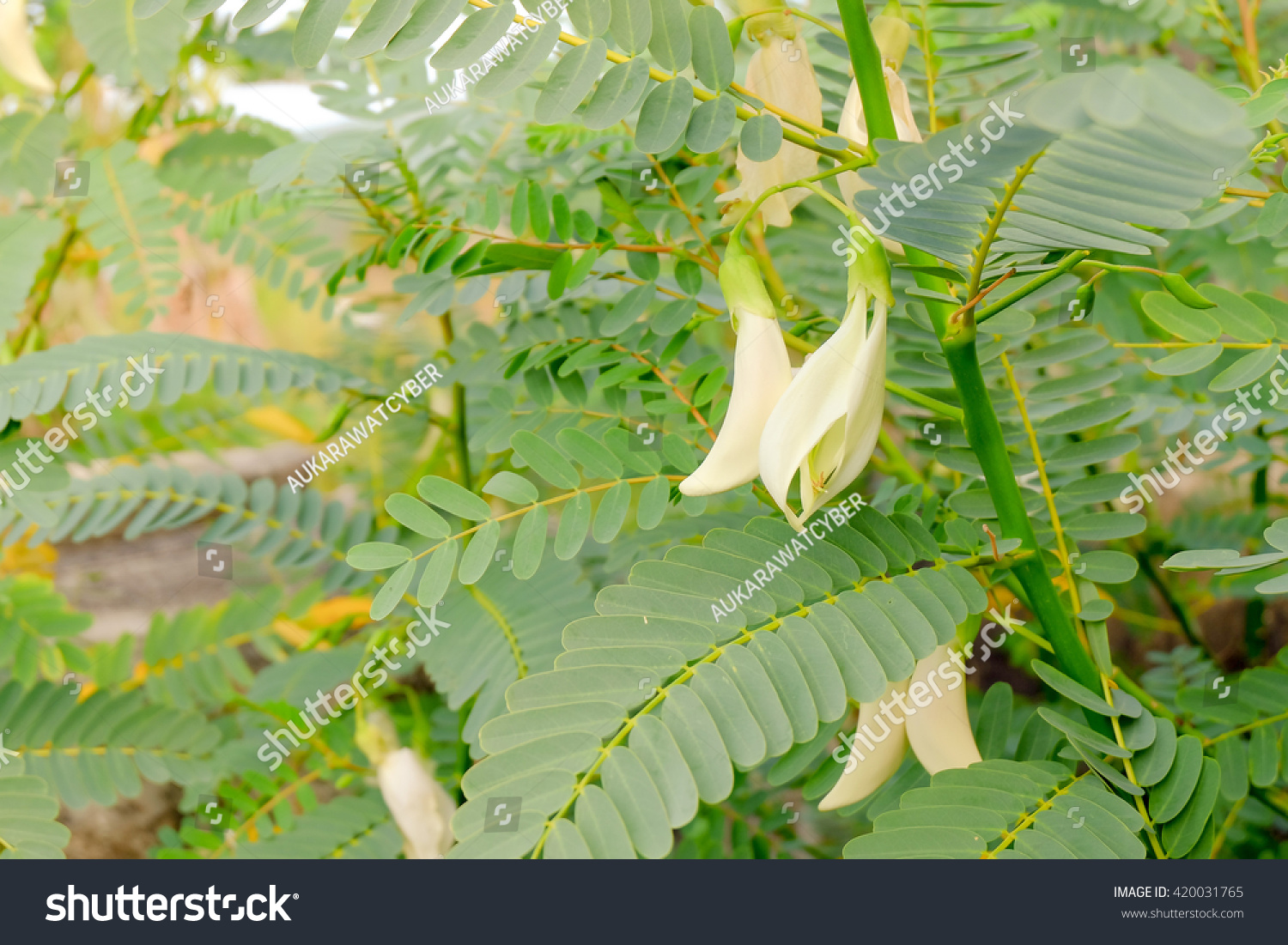 Sesbania Grandiflora Plant Stock Photo 420031765 | Shutterstock