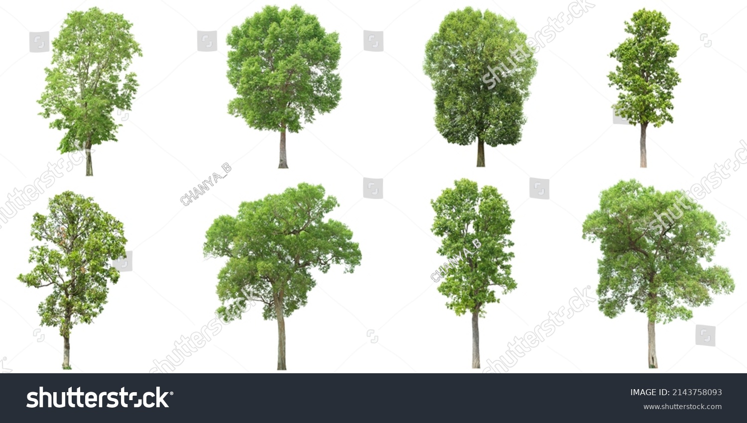 Set Tropical Green Tree Side View Stock Photo 2143758093 | Shutterstock