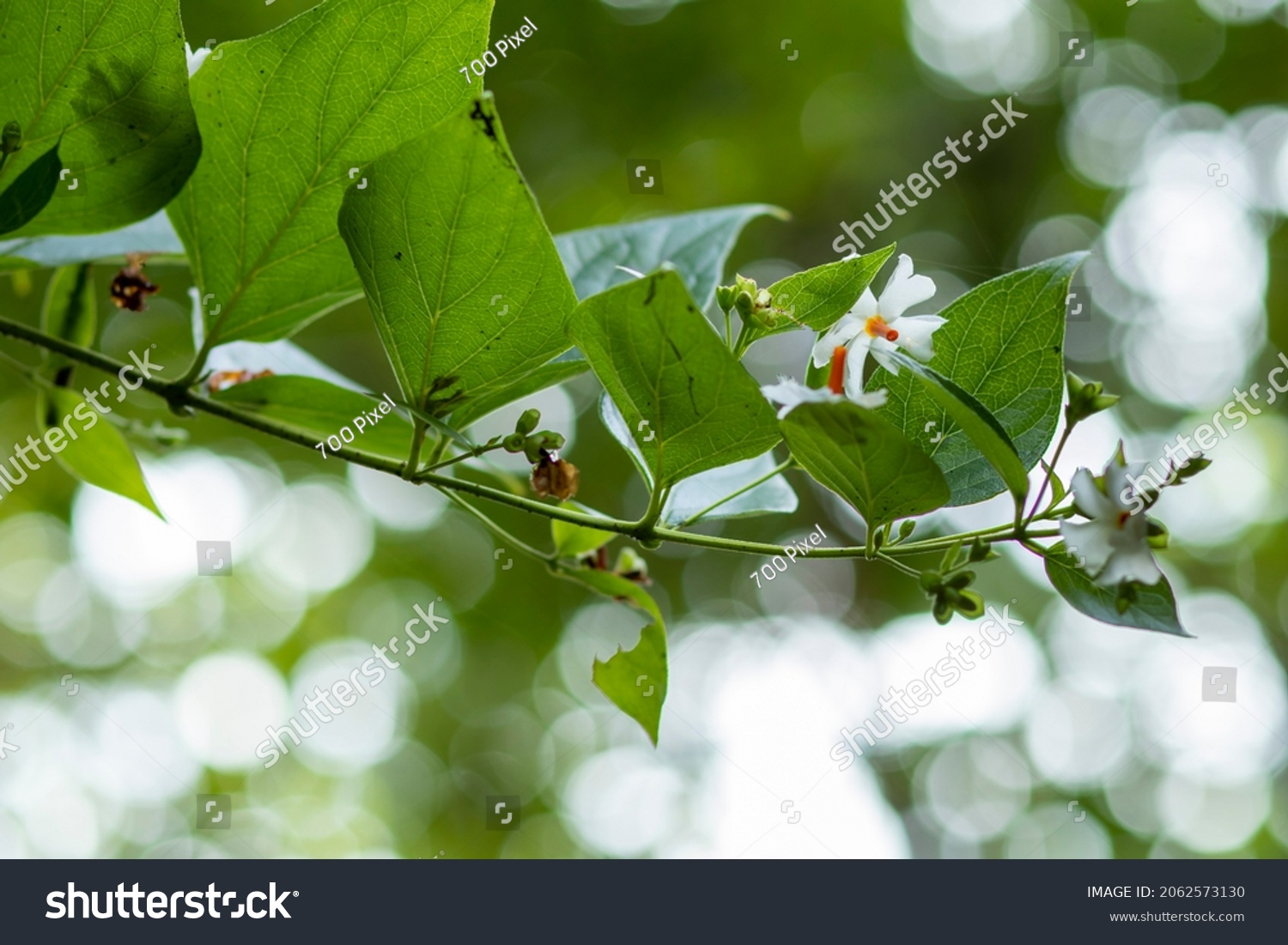 Sheuli Shefali Flower Leaf On Tree Stock Photo (Edit Now) 2062573130