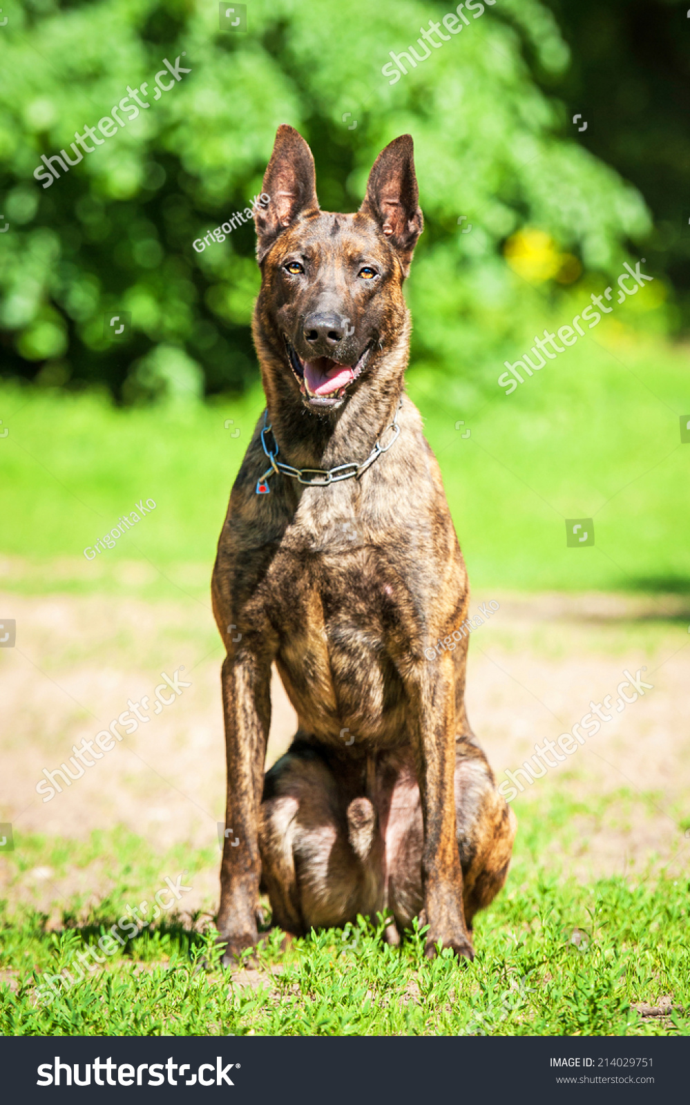 Shorthair Dutch Shepherd Dog Stock Photo Edit Now 214029751
