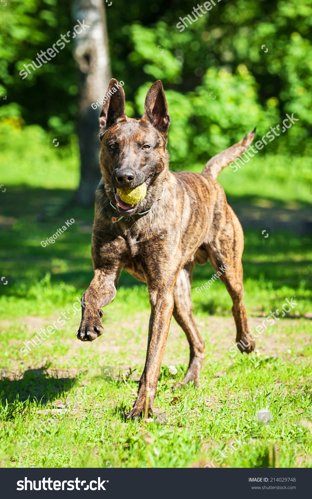 Shorthair Dutch Shepherd Dog Playing Ball Stock Image Download Now