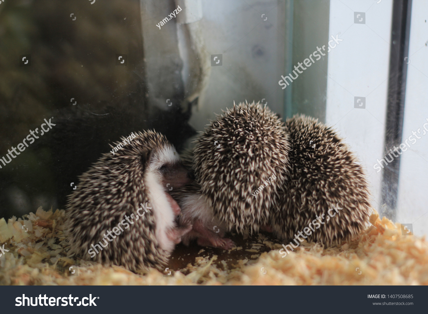 3 Shy Hedgehogs Glass Tank Stock Photo Edit Now 1407508685,Bridal Shower Games Pinterest