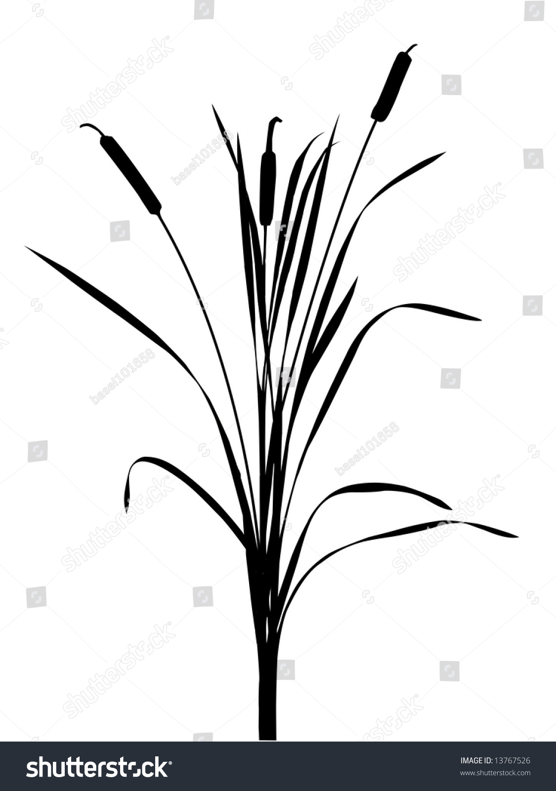 Silhouette Reed On White Background Stock Illustration 13767526 ...