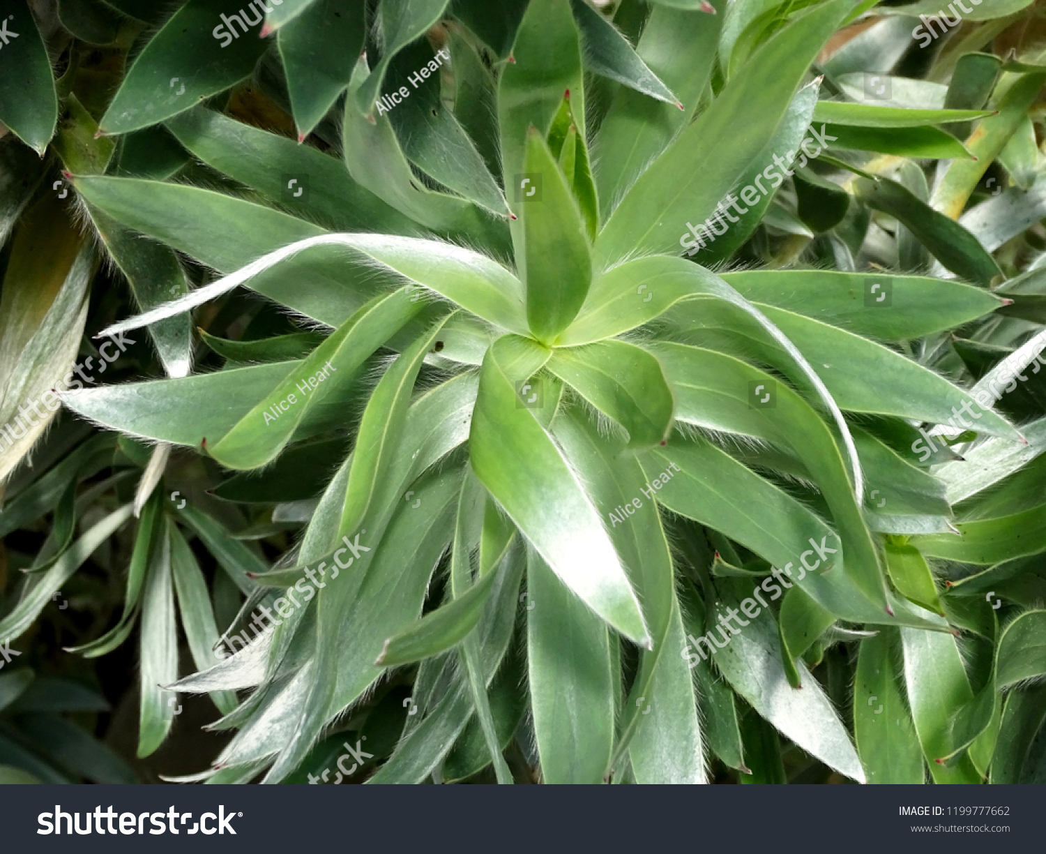 Silver Tree Foliage Leucadendron Argenteum Stock Photo Edit Now