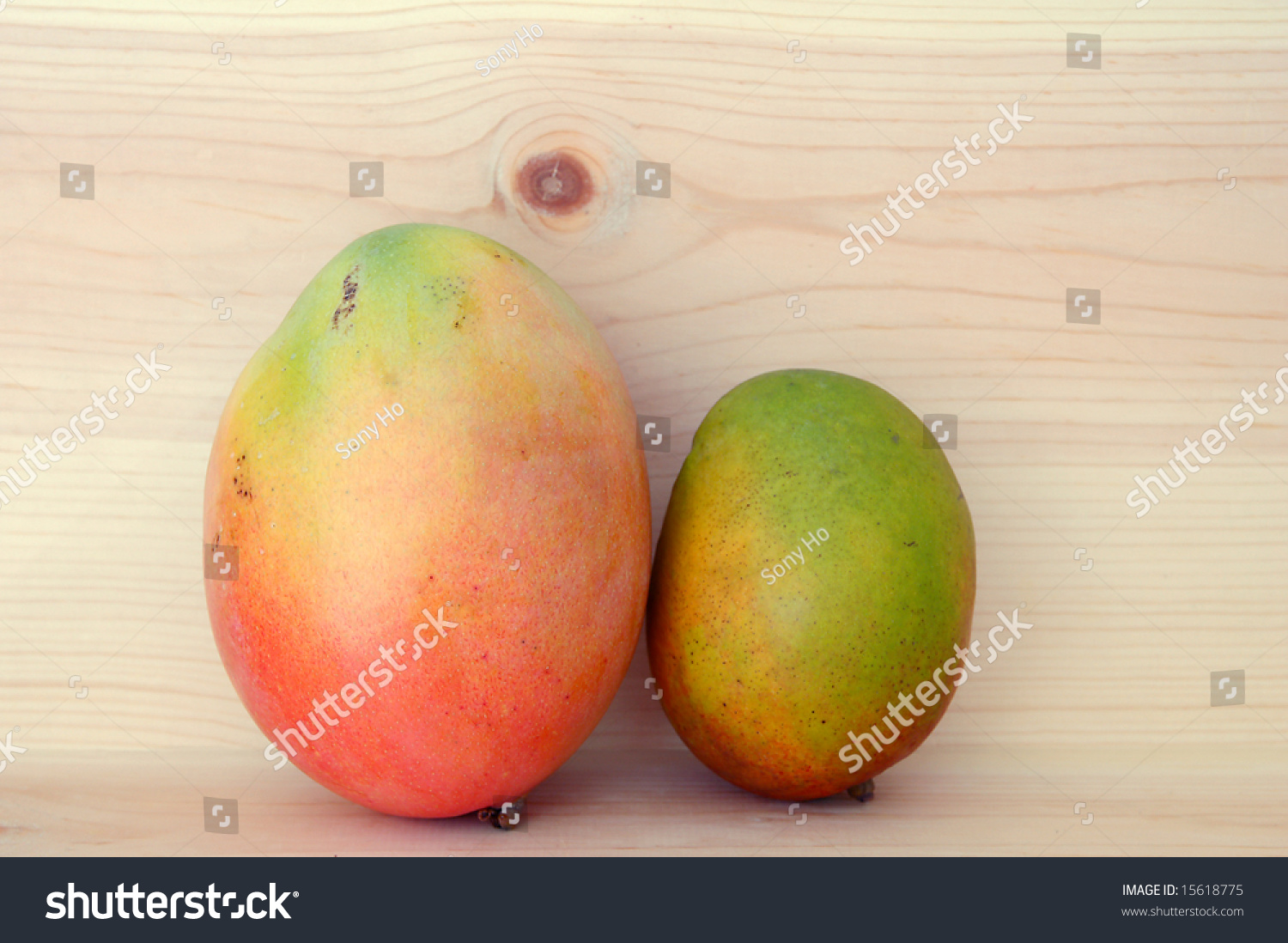 Biggest mangos on the camera