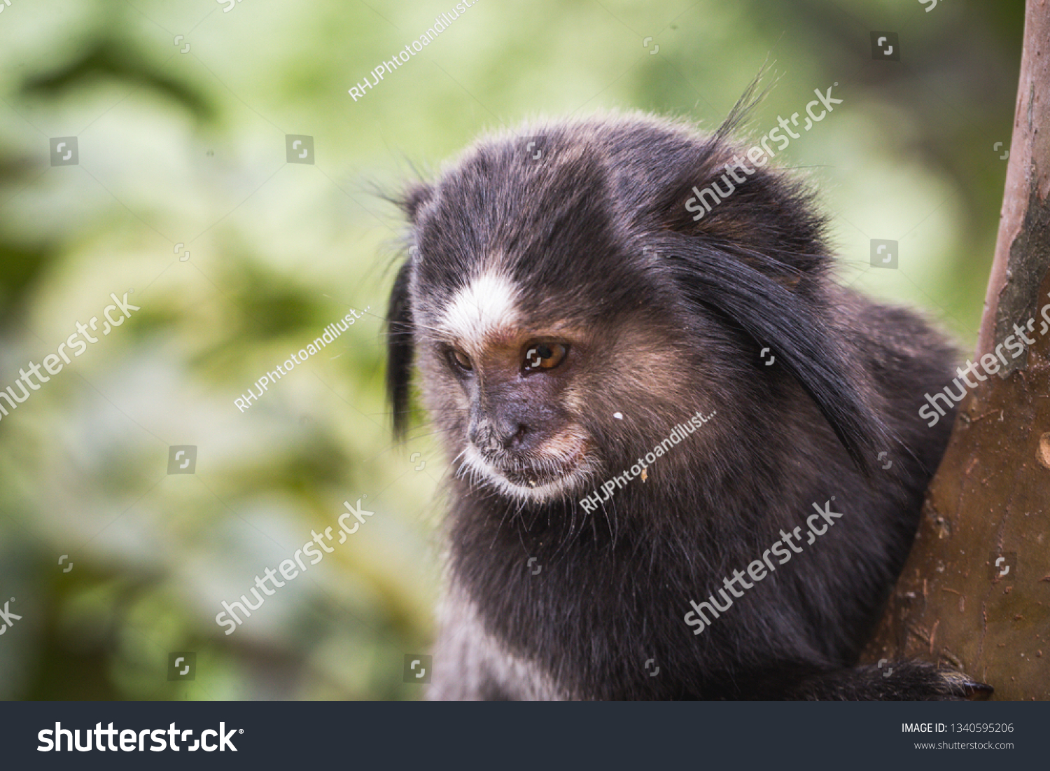 Small Monkey Danger Extinction Face Young Animals Wildlife Stock Image 1340595206,Gerbera Daisies Pictures
