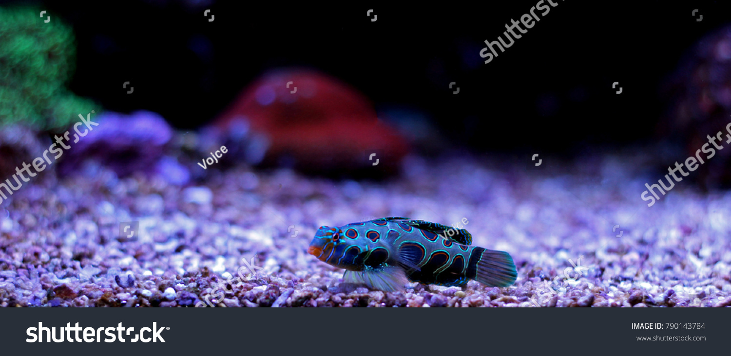 spotted mandarin synchiropus picturatus
