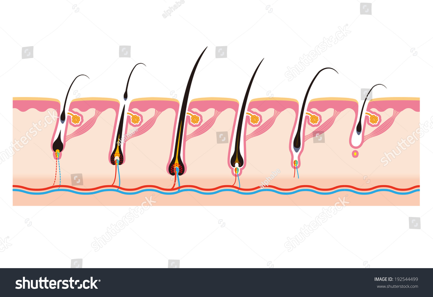 6stage Life Of The Hair Cycle Hair Stock Photo 192544499 : Shutterstock