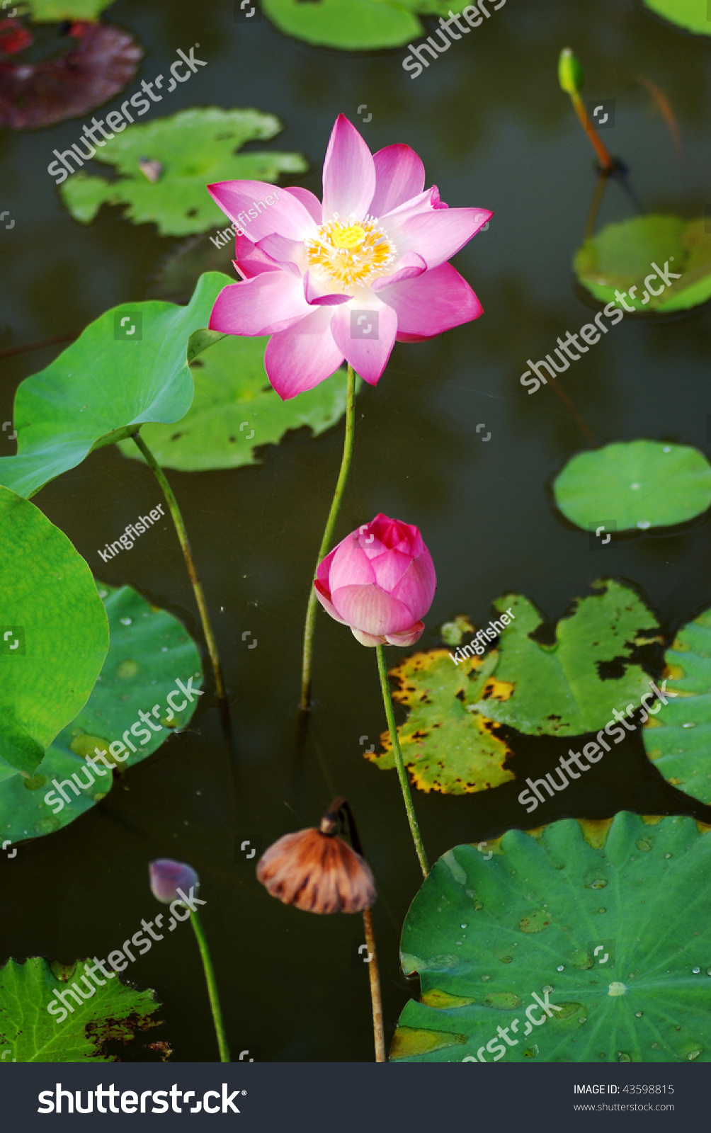 3 Stages Lotus Life Cycle Stock Photo 43598815 - Shutterstock