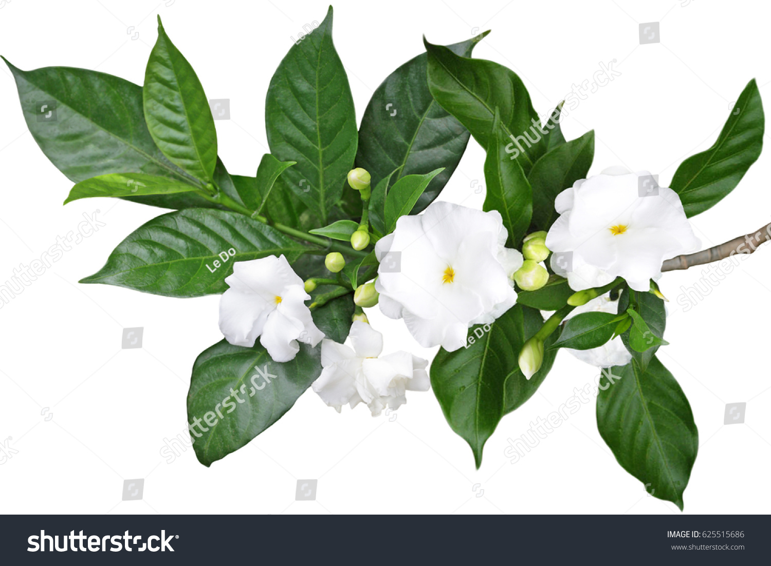 Tabernaemontana Divaricata Crape Jasmine Pinwheel Flower Stock ...