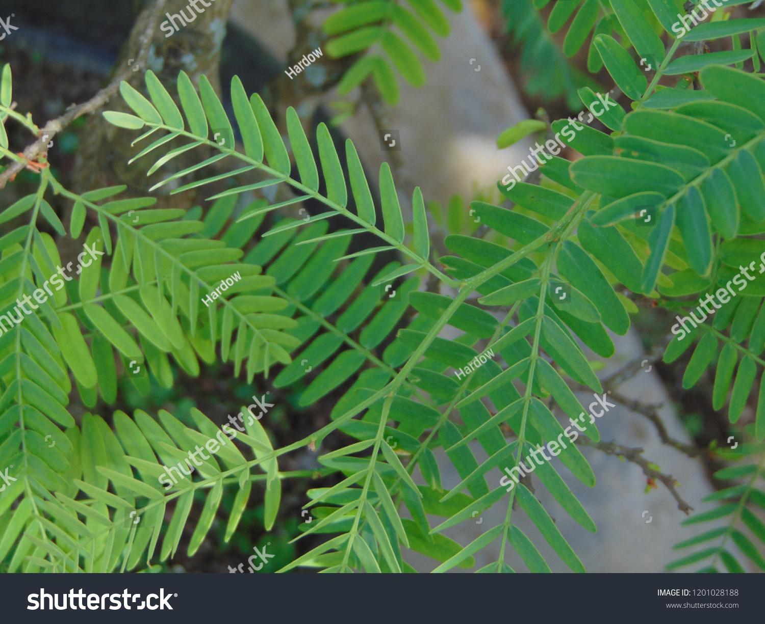 Tamarind Leaves Produced By Trees Scientific Stock Photo Edit Now