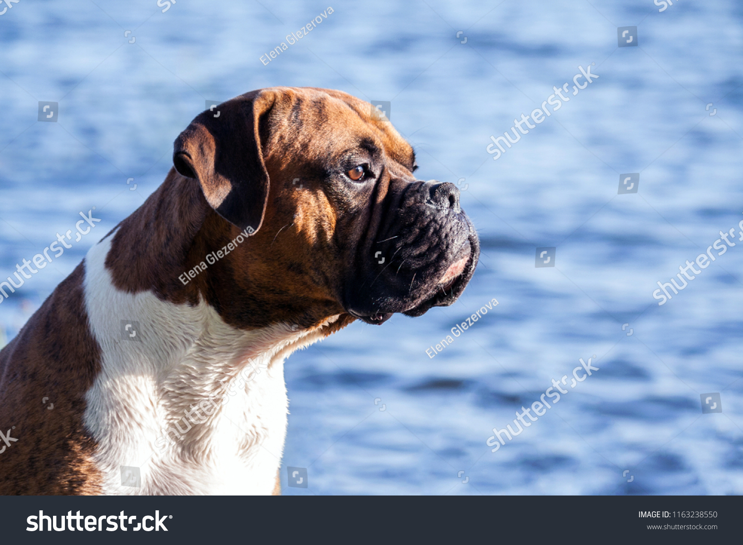 Dog Breed German Boxer Male Sitting Stock Photo Edit Now 1163238550