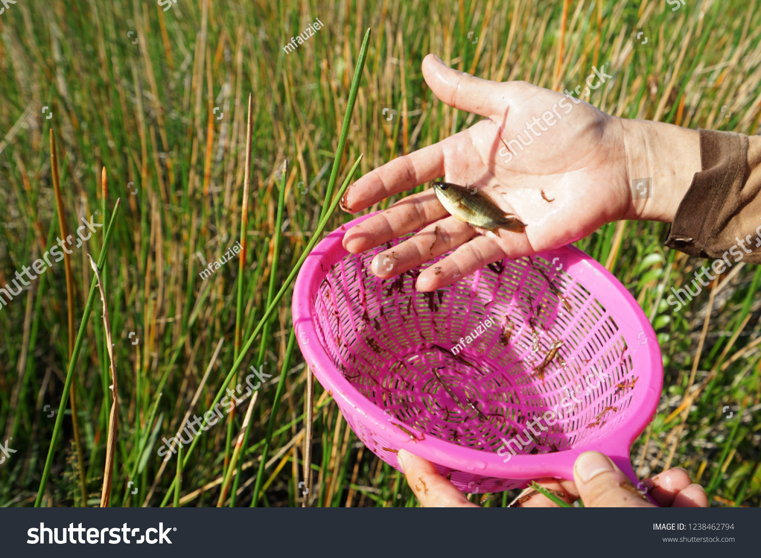 Ikan Puyu Called Ikan Betuk Malay Stock Photo Edit Now 1238462794